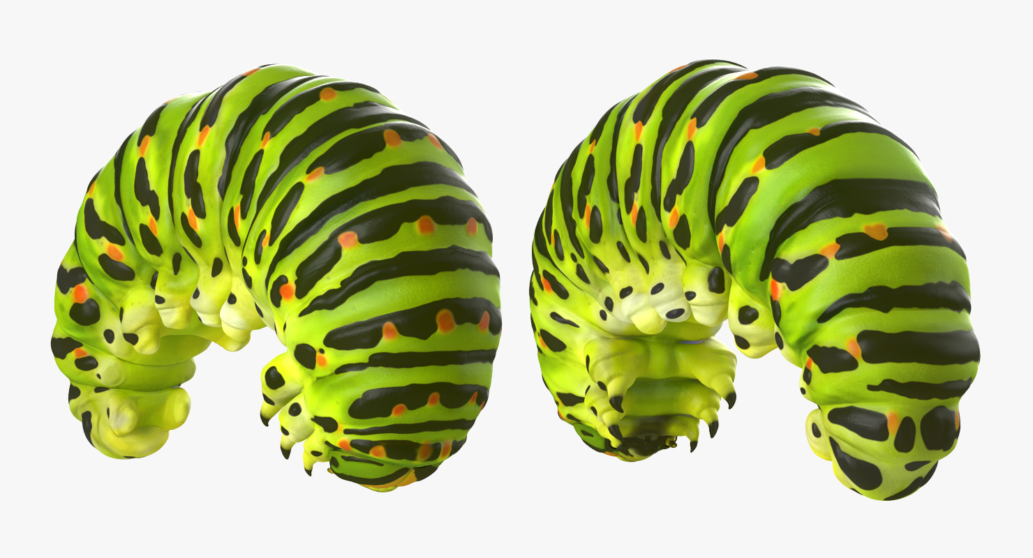 3D Caterpillar Rigged model