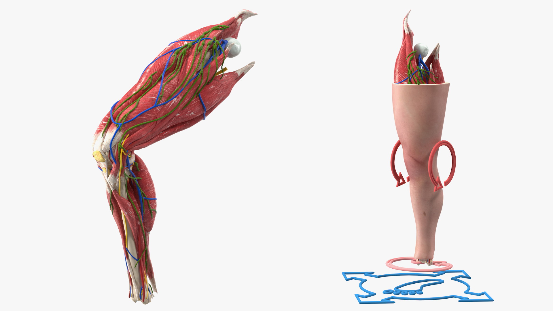 3D model Knee Human Anatomy Rigged