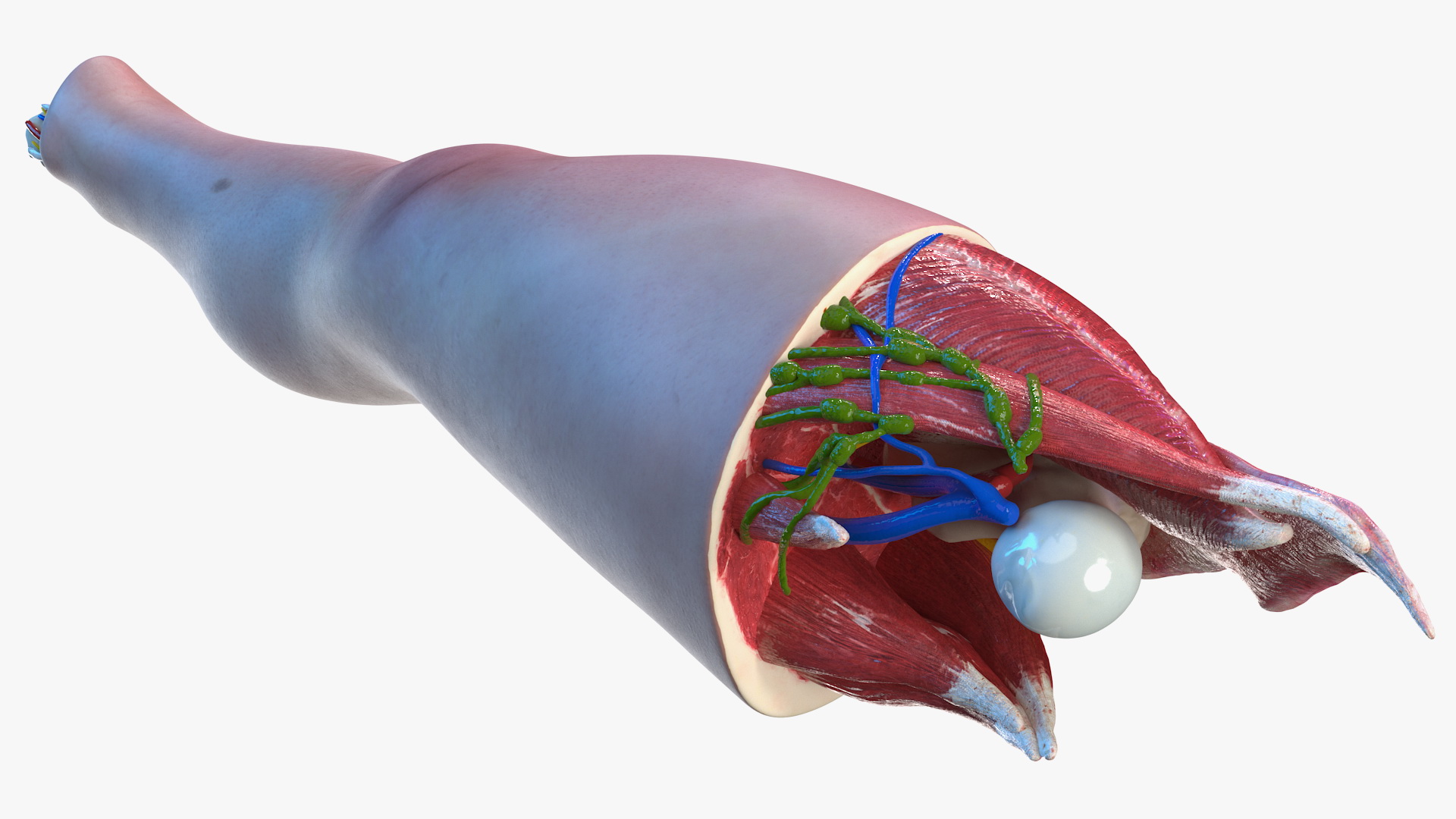 3D model Knee Human Anatomy Rigged