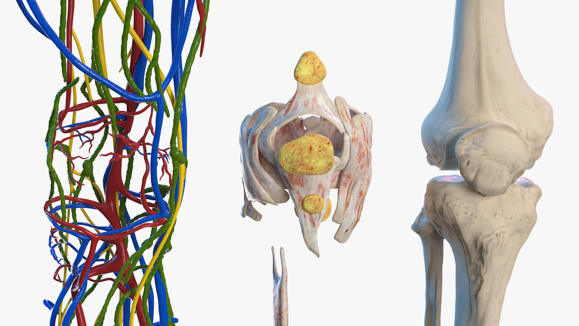 3D model Knee Human Anatomy Rigged