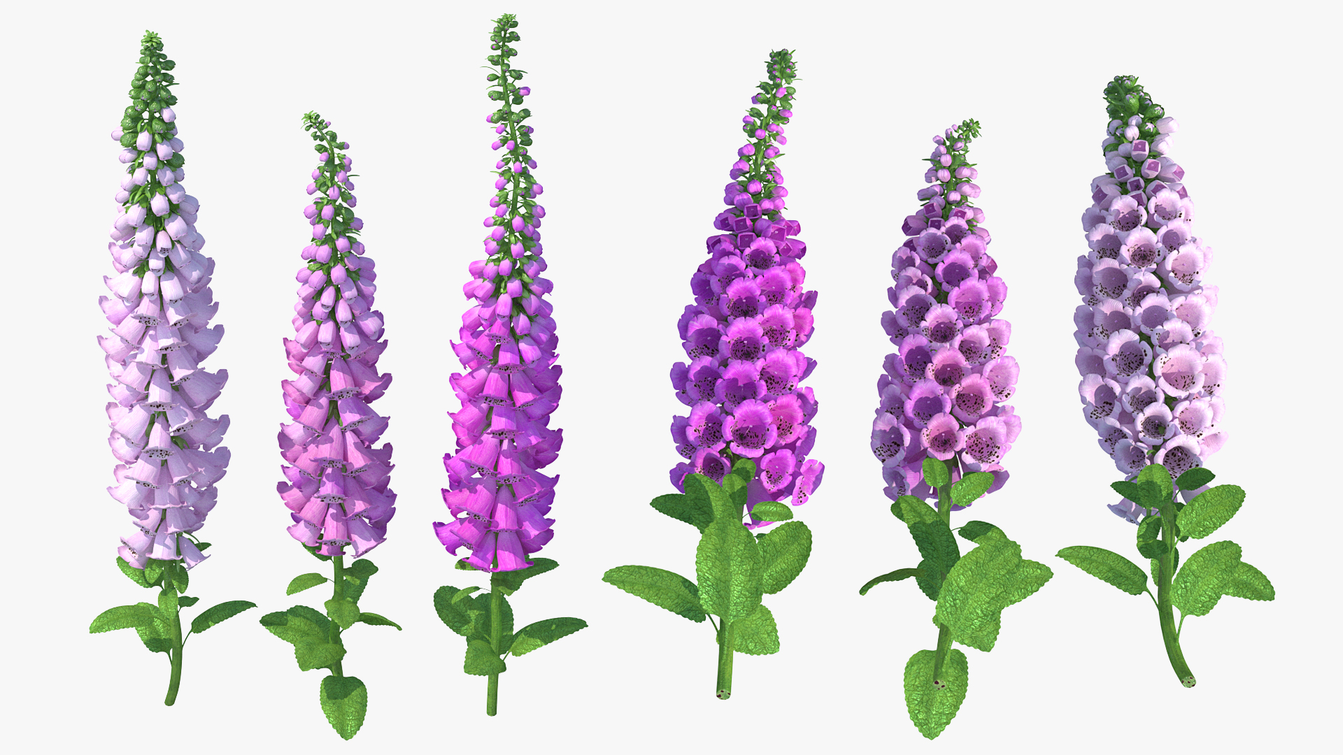 3D model Mixed Pink Foxglove Plants Set