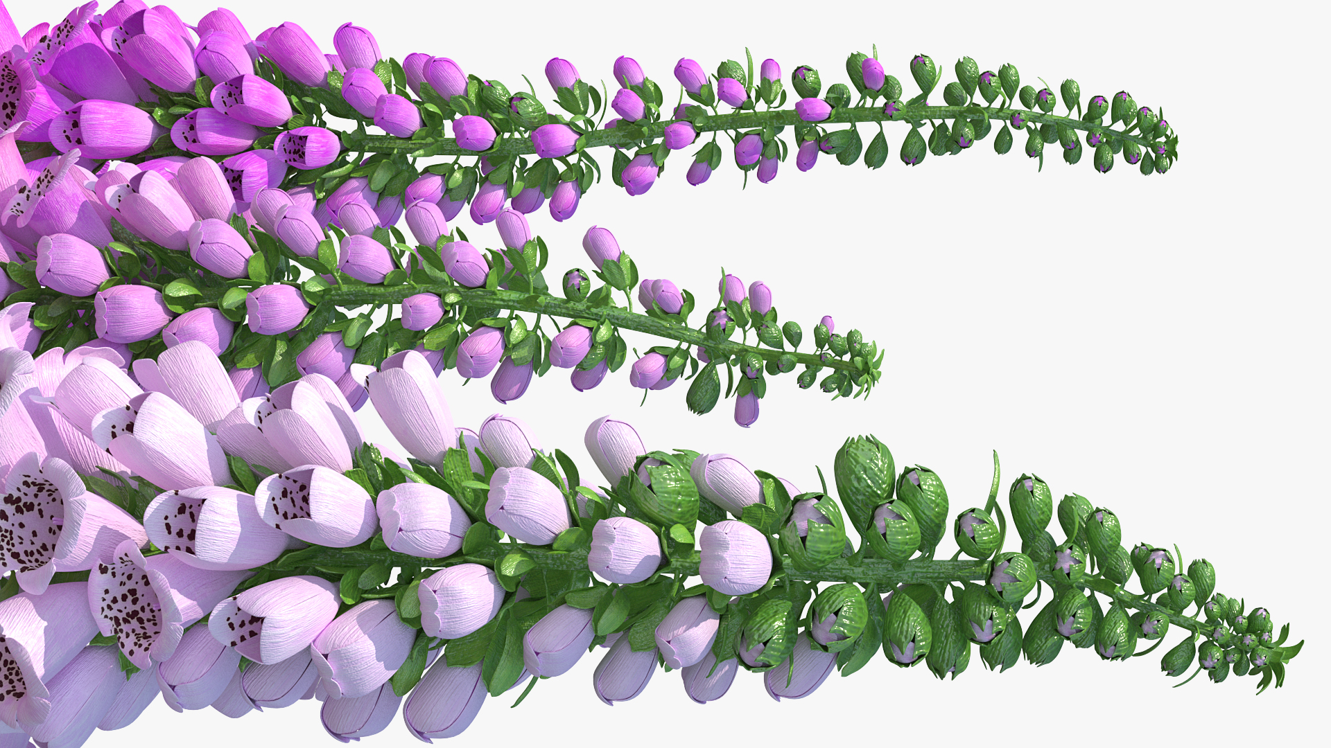 3D model Mixed Pink Foxglove Plants Set