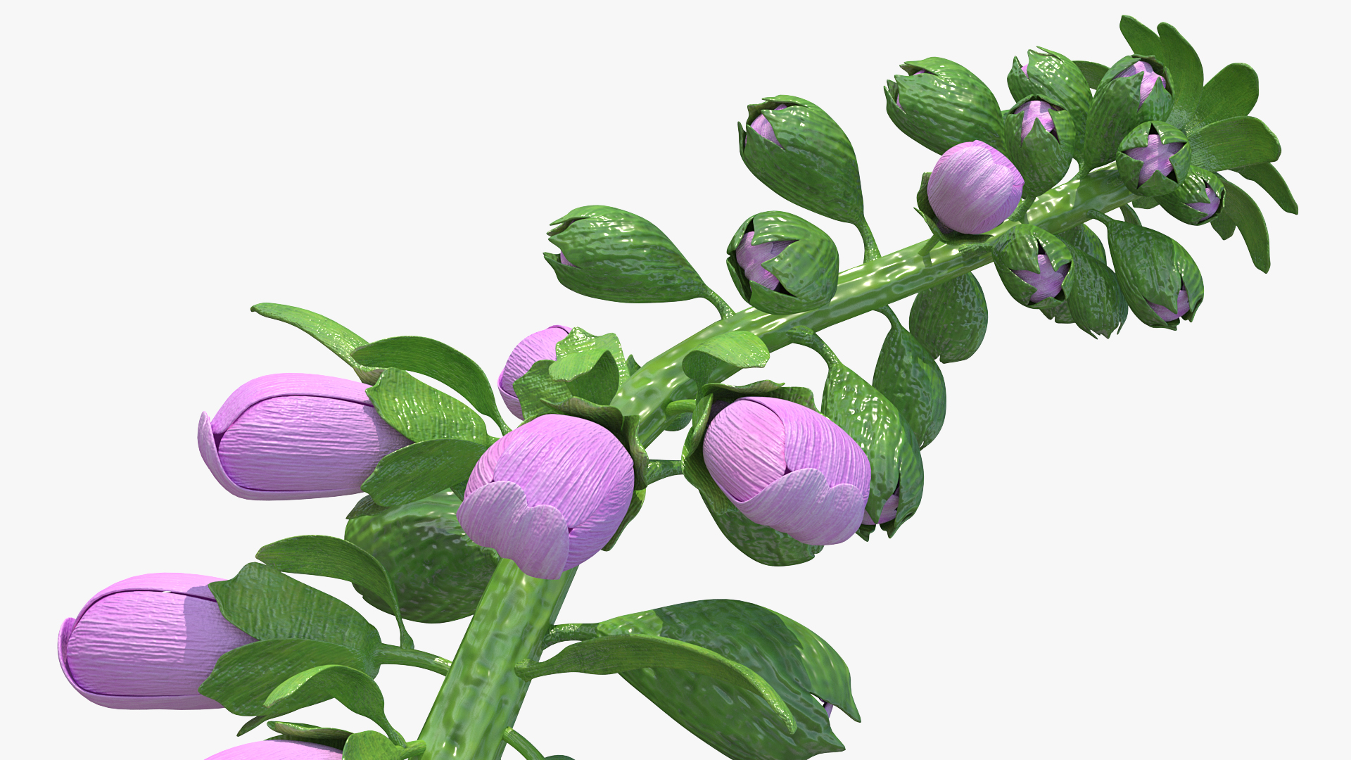 3D model Mixed Pink Foxglove Plants Set