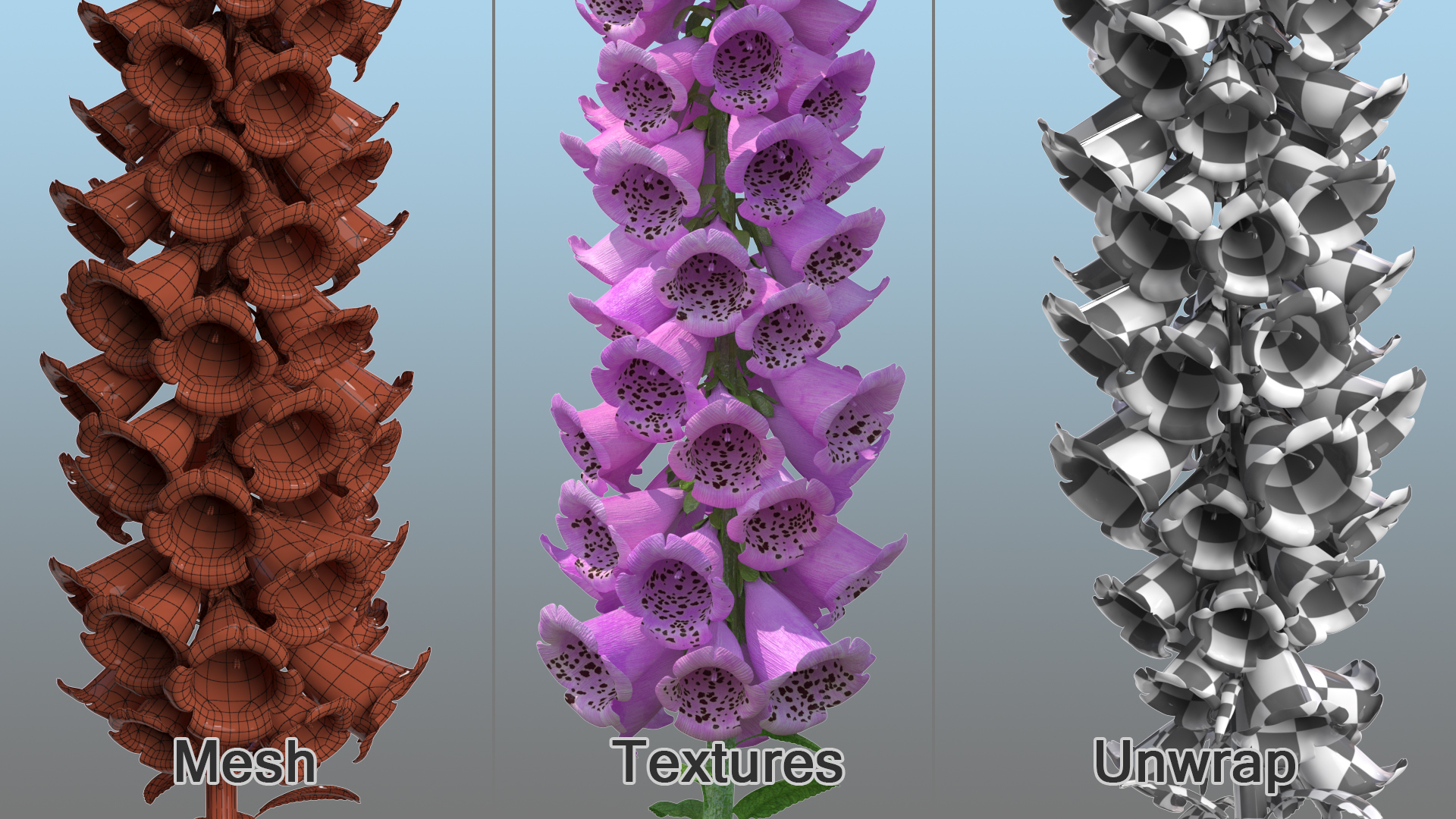 3D model Mixed Pink Foxglove Plants Set