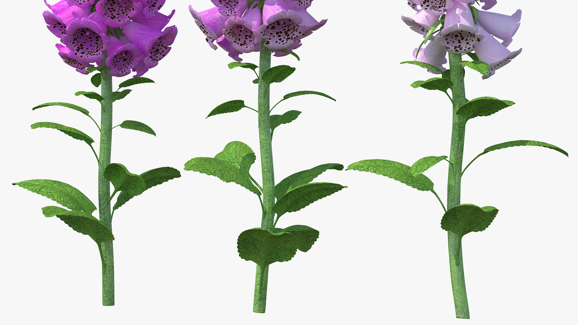 3D model Mixed Pink Foxglove Plants Set