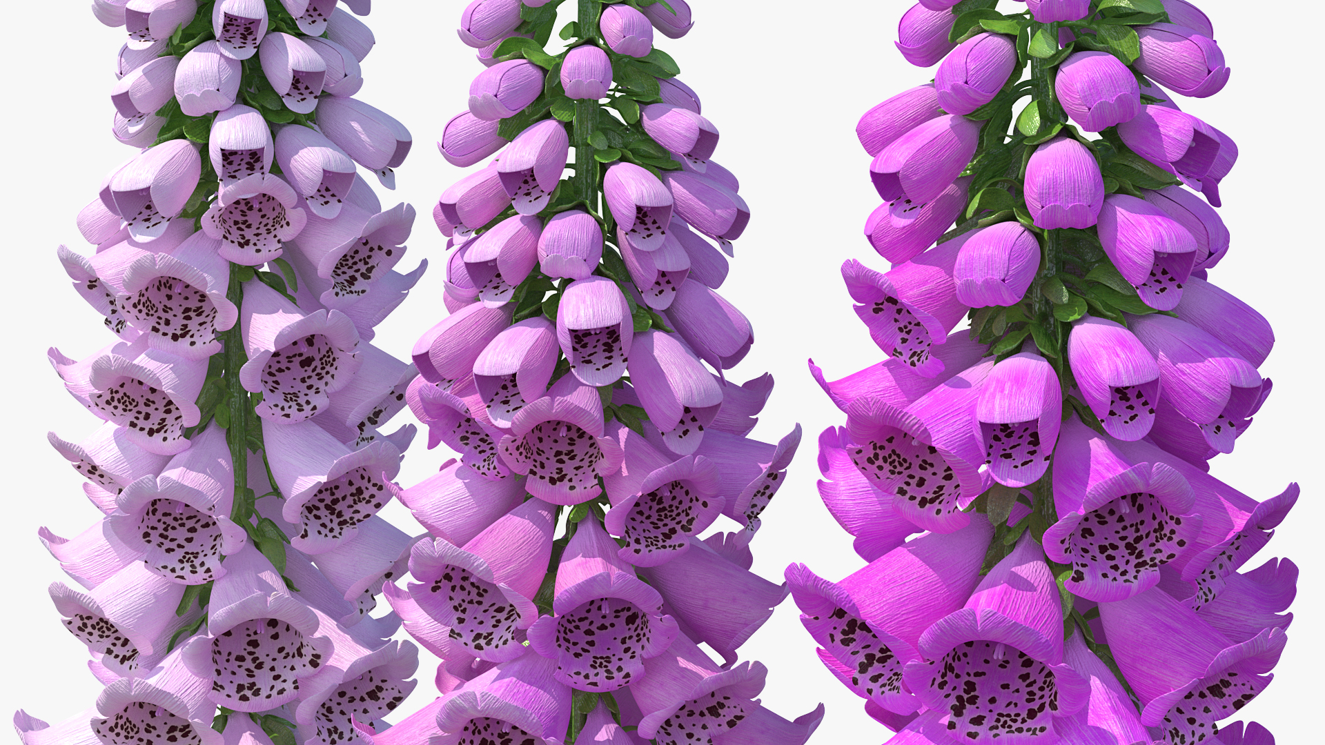 3D model Mixed Pink Foxglove Plants Set