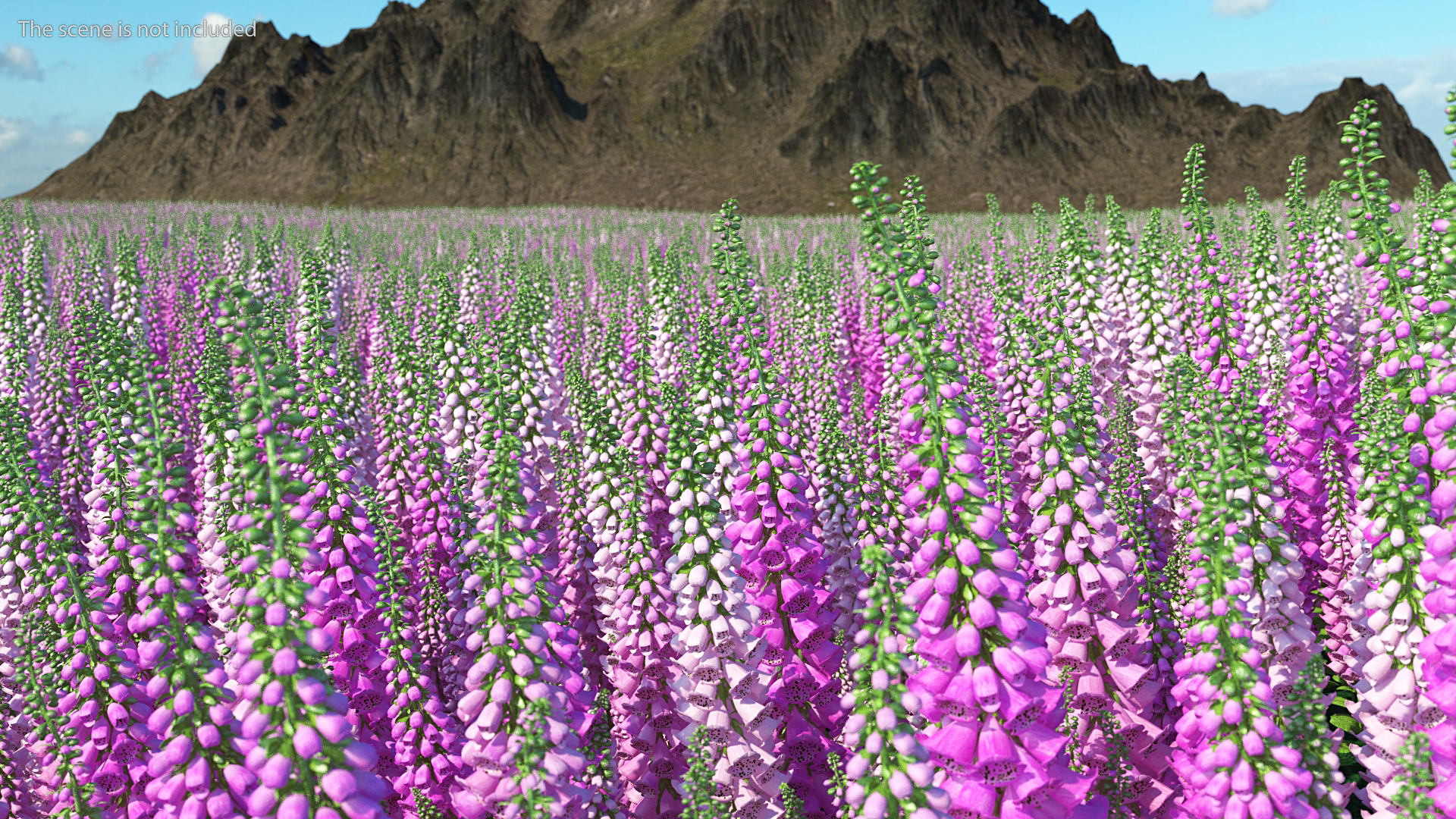 3D model Mixed Pink Foxglove Plants Set