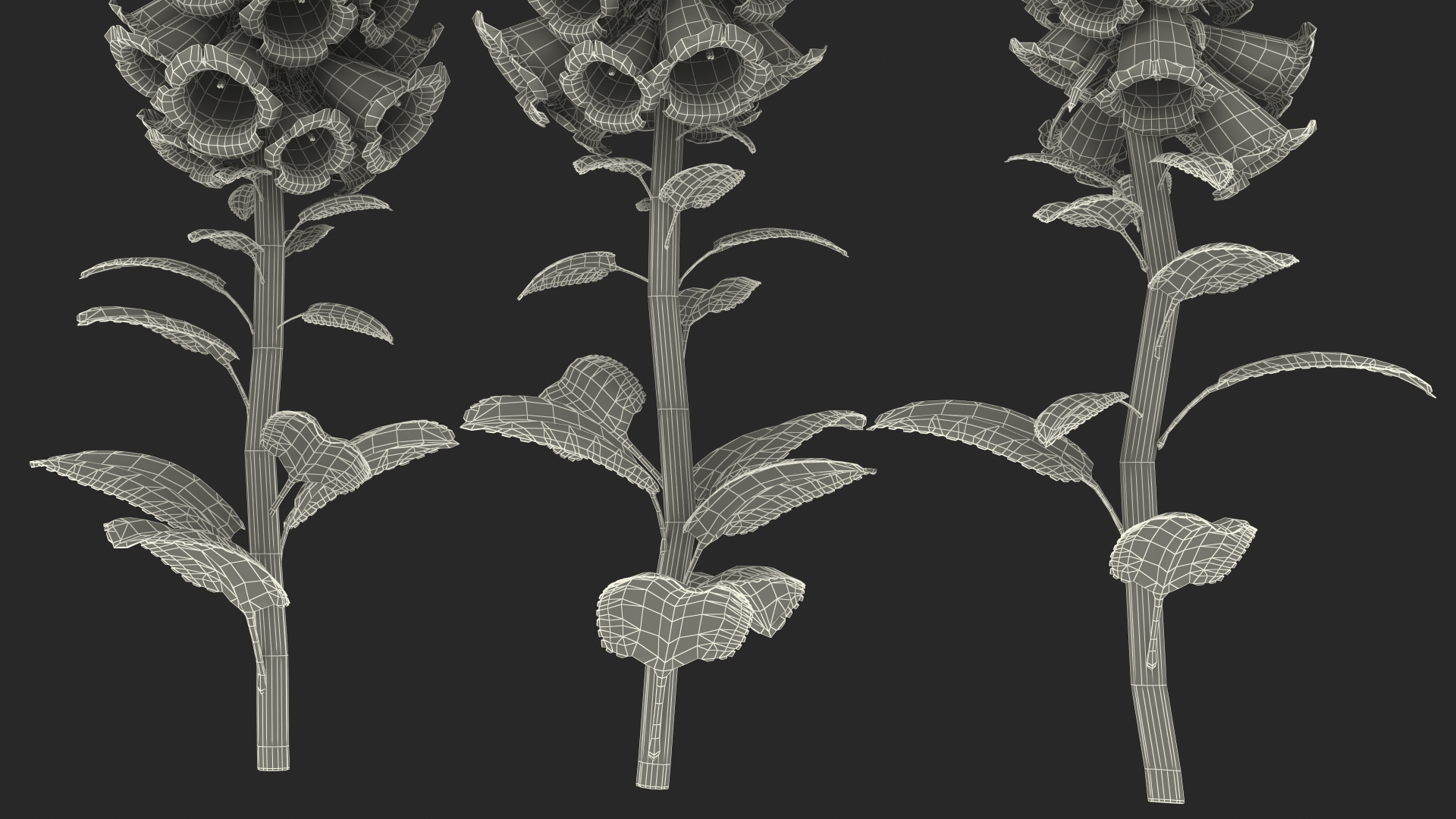 3D model Mixed Pink Foxglove Plants Set