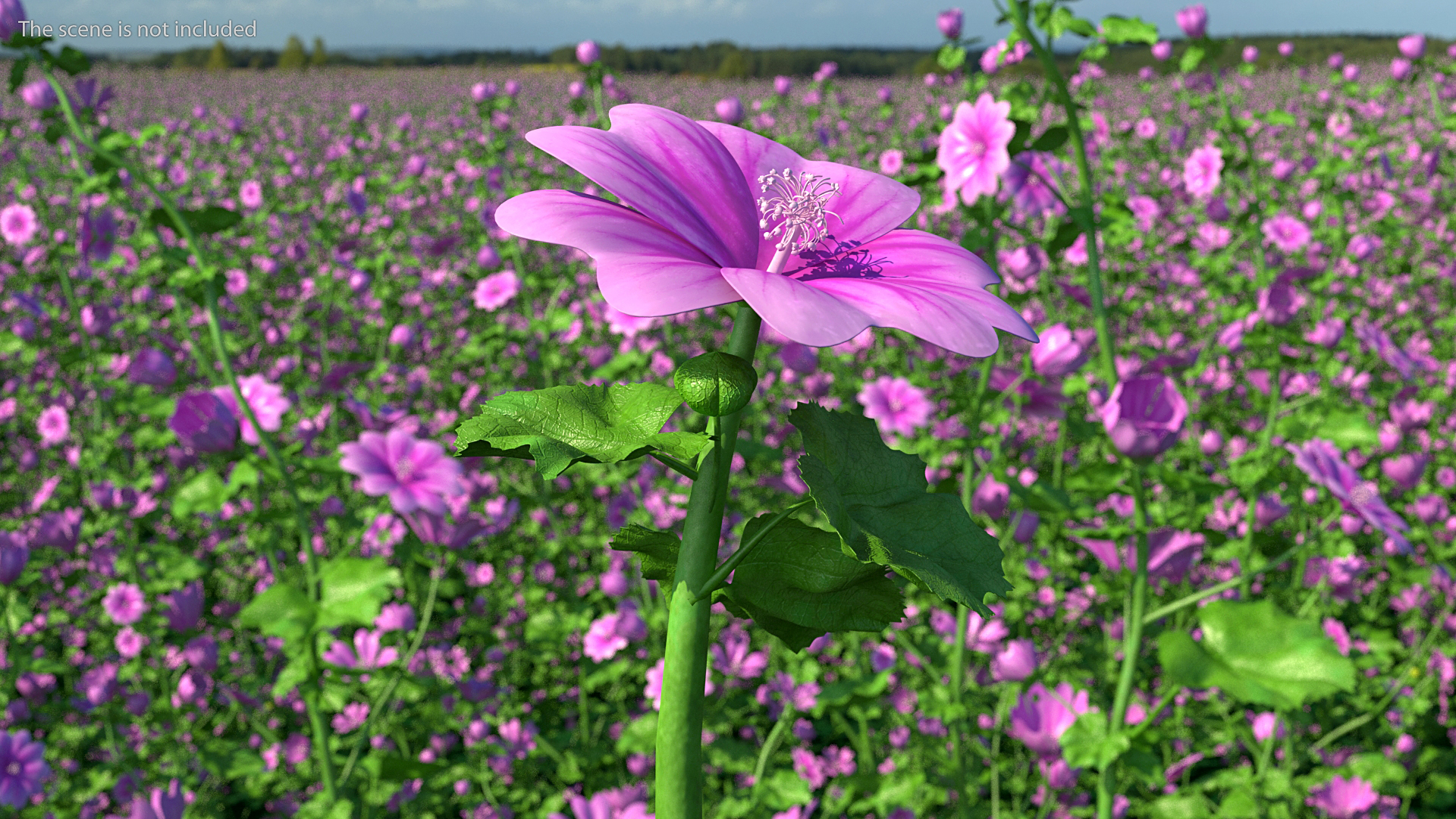 Common Mallow Plants Set 3D model