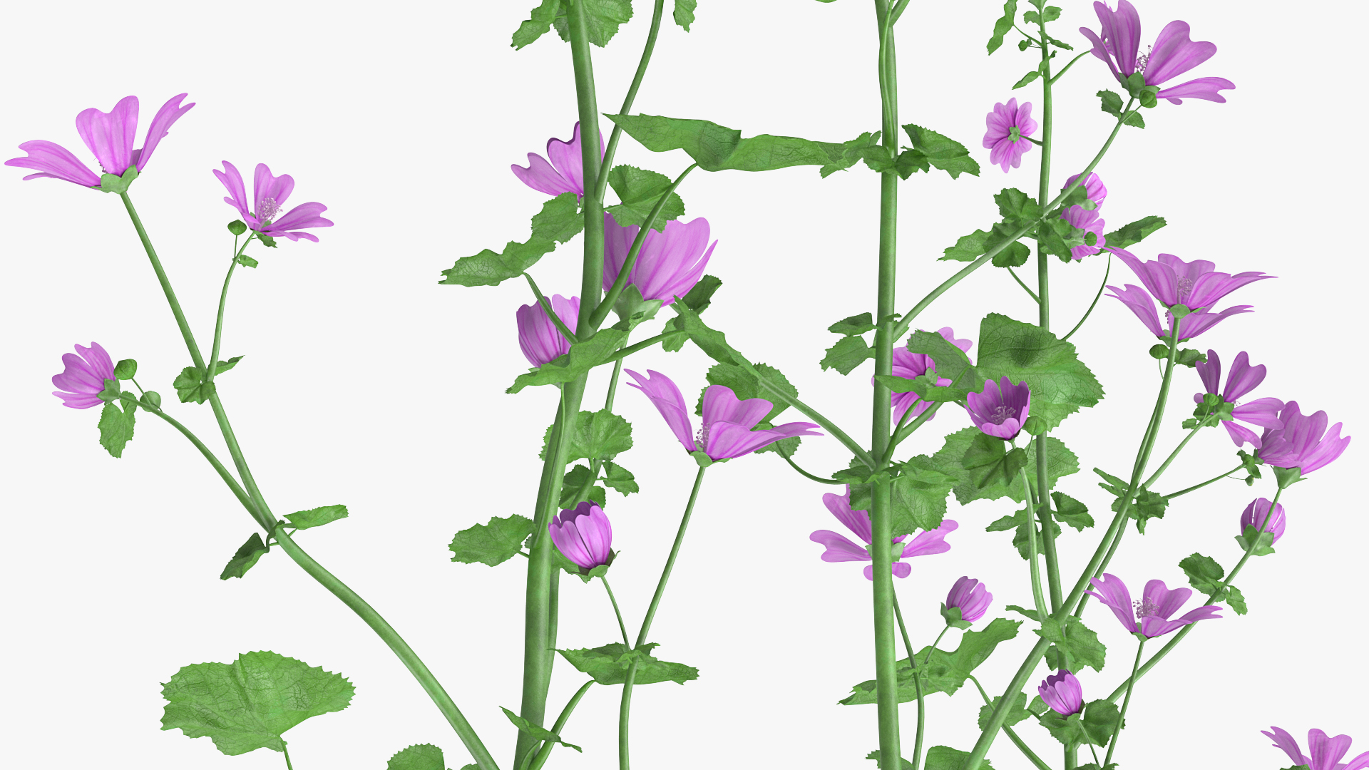 Common Mallow Plants Set 3D model