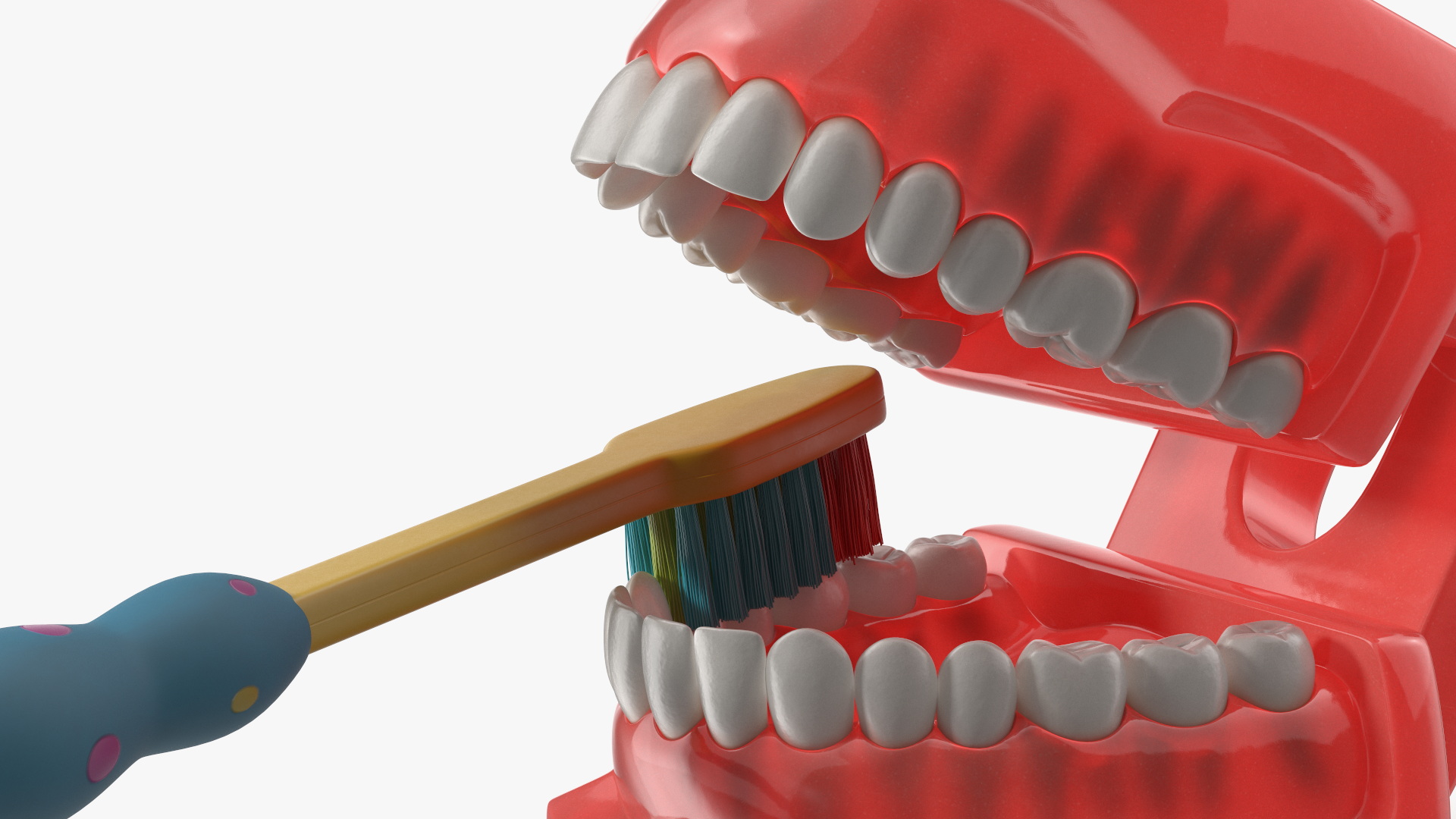 3D Dental Model with Kids Toothbrush model