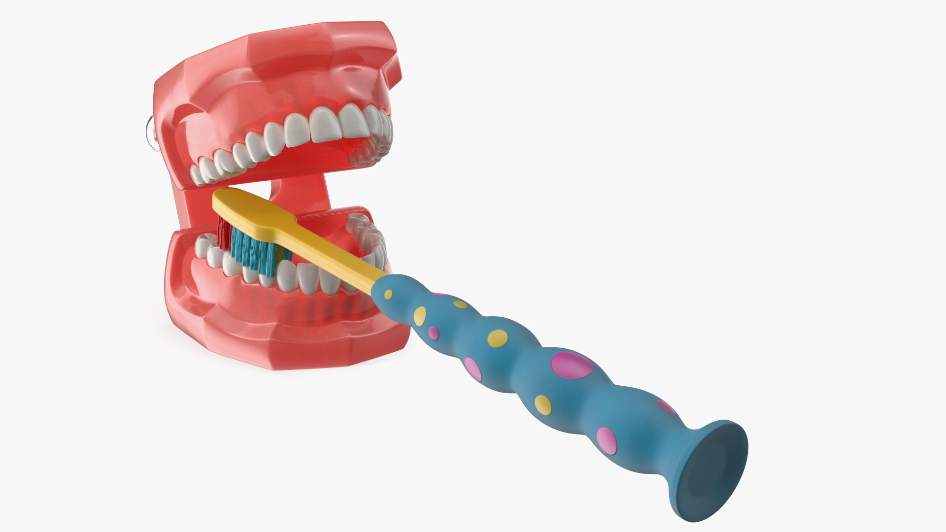 3D Dental Model with Kids Toothbrush model