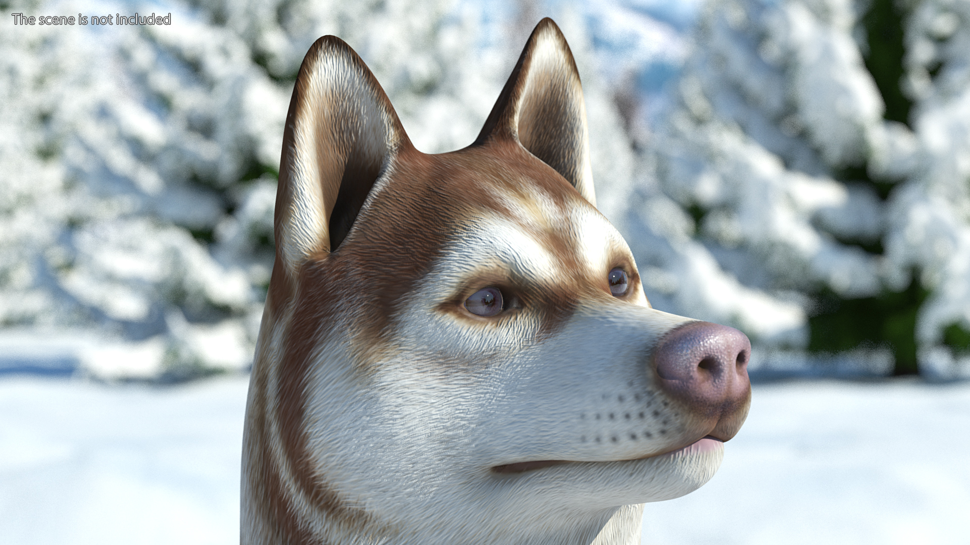 Sitting Siberian Husky Copper and White 3D model