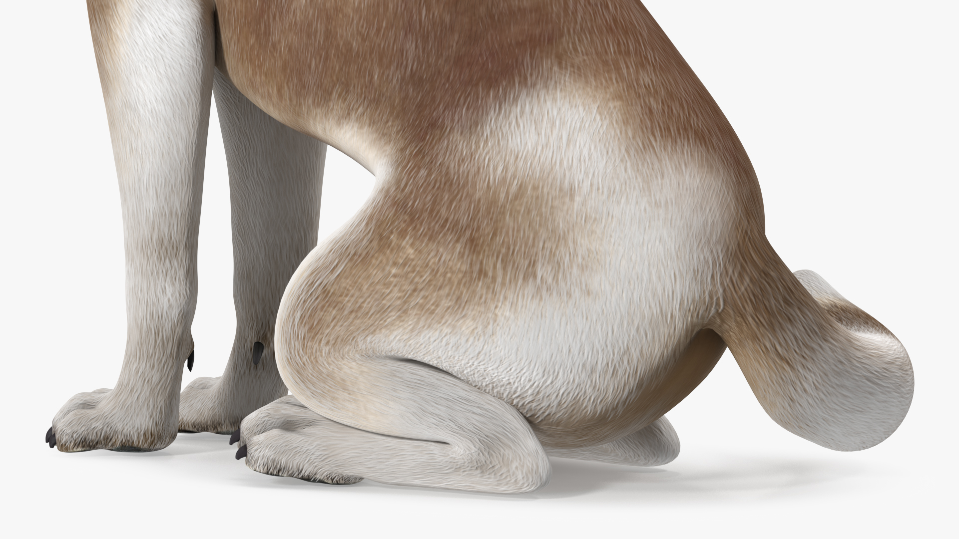 Sitting Siberian Husky Copper and White 3D model