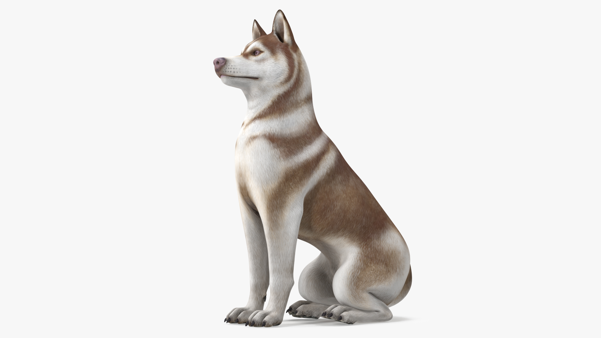 Sitting Siberian Husky Copper and White 3D model