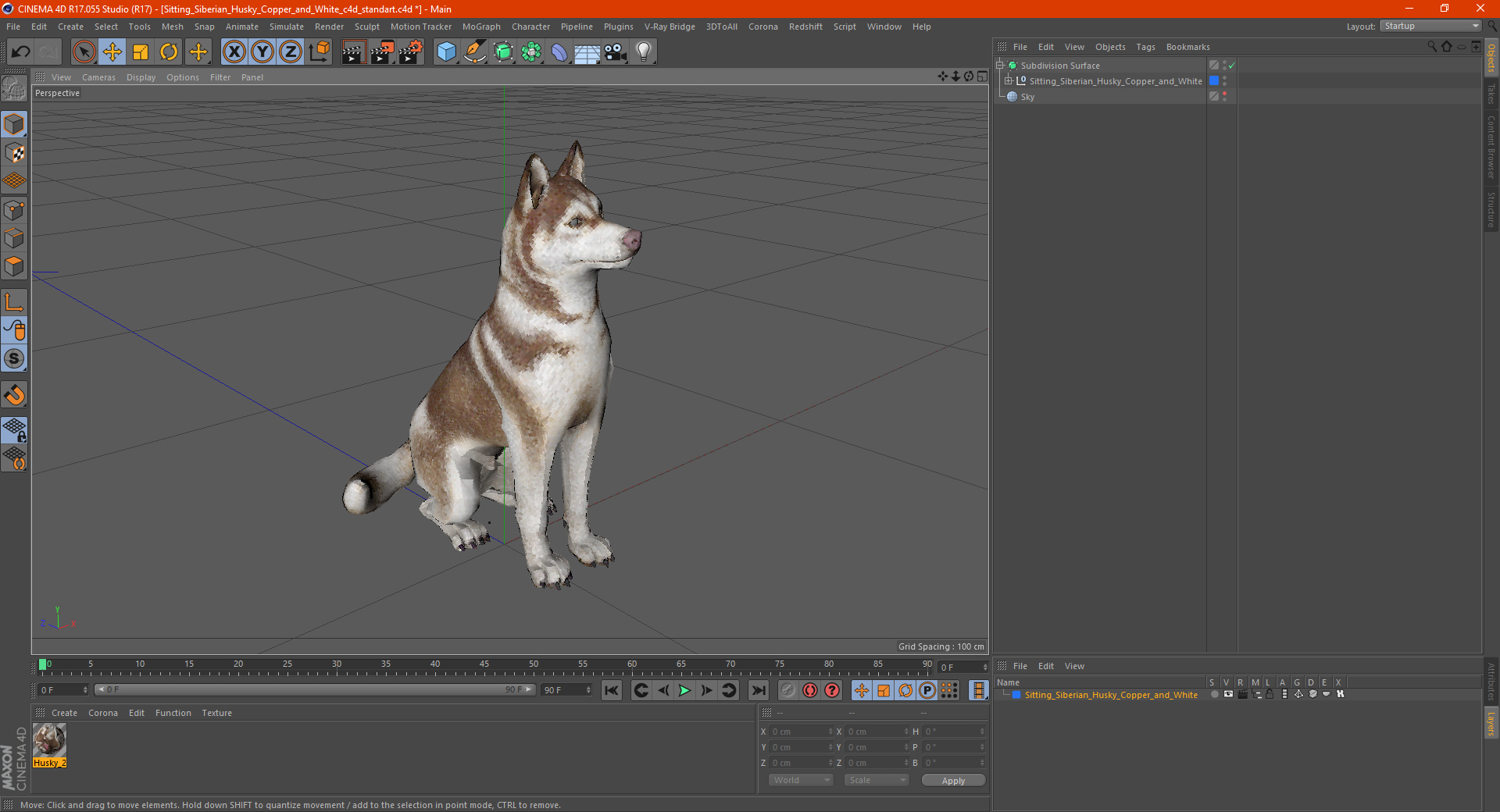 Sitting Siberian Husky Copper and White 3D model