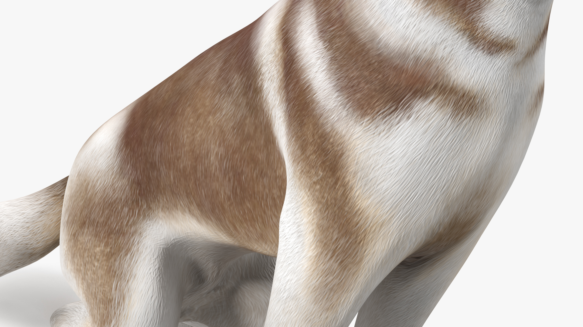 Sitting Siberian Husky Copper and White 3D model