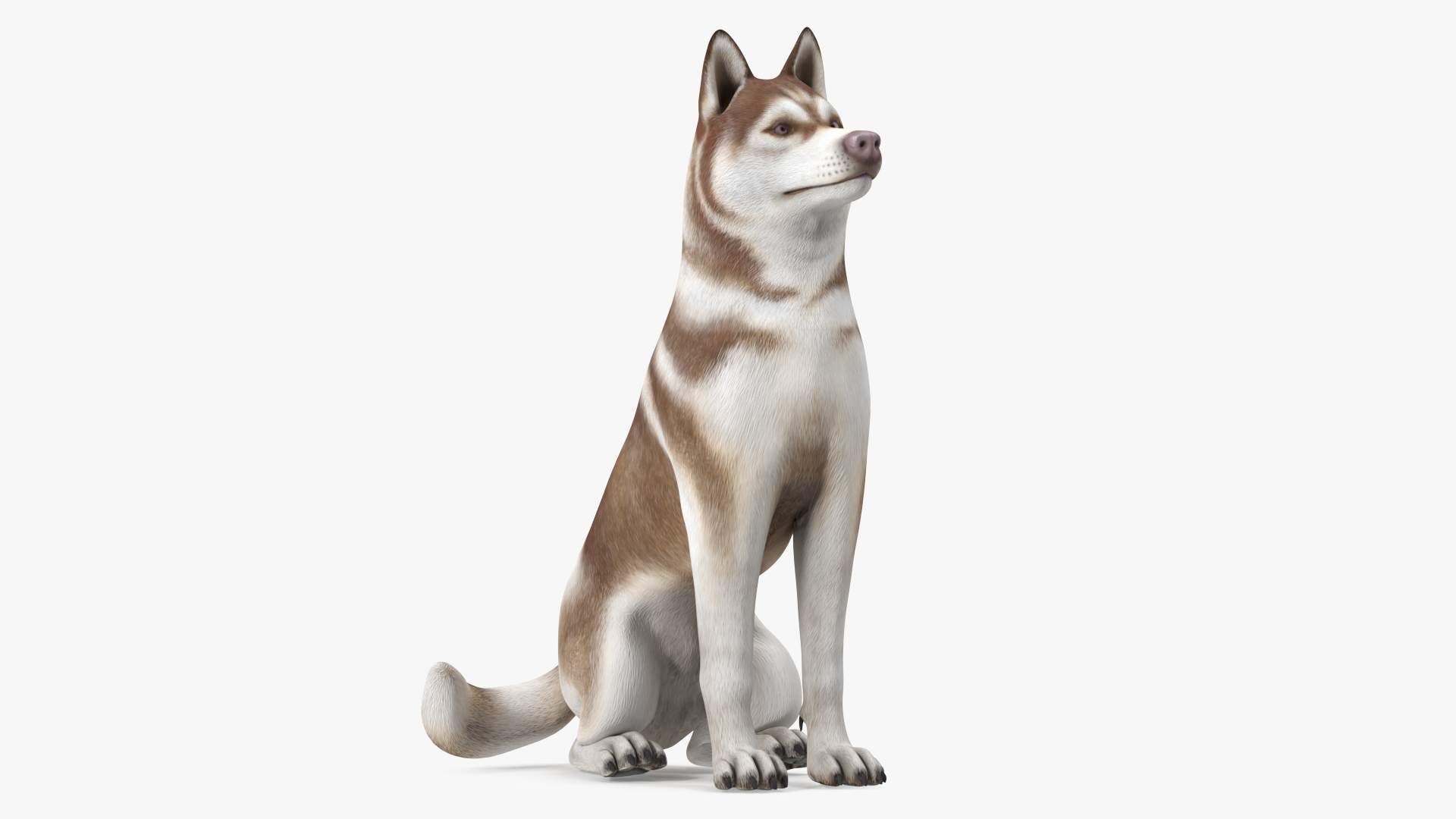 Sitting Siberian Husky Copper and White 3D model