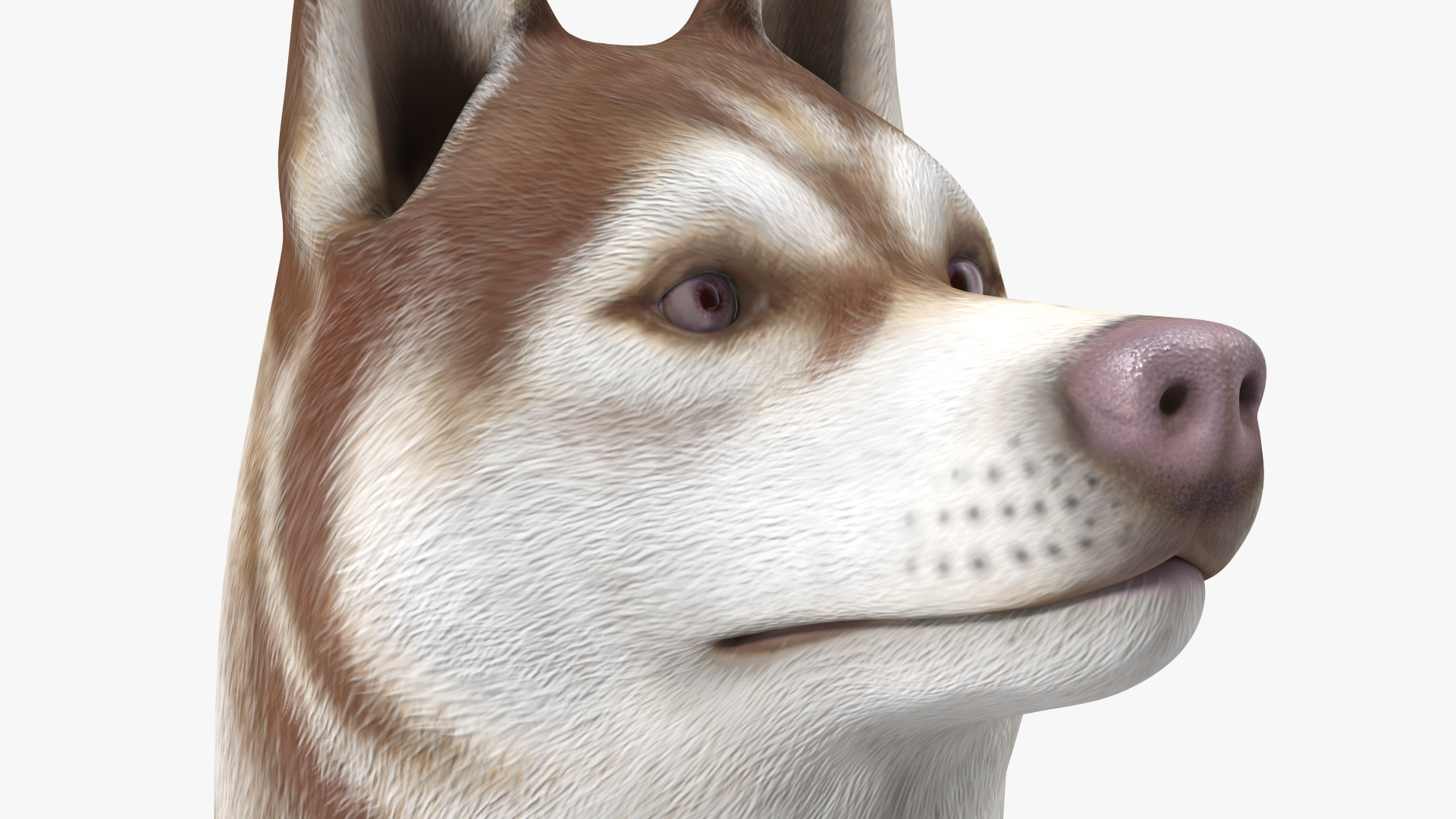 Sitting Siberian Husky Copper and White 3D model