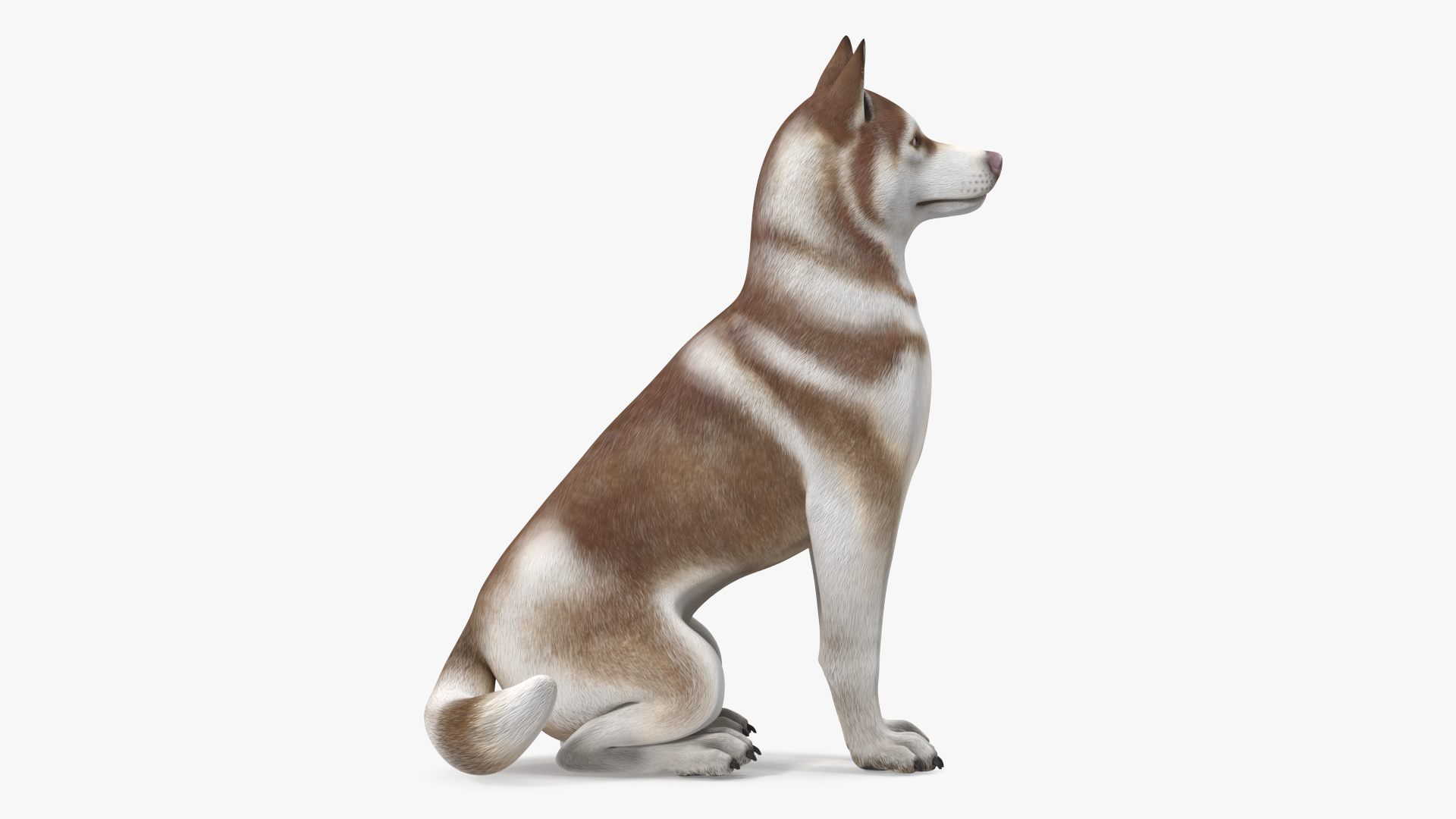 Sitting Siberian Husky Copper and White 3D model