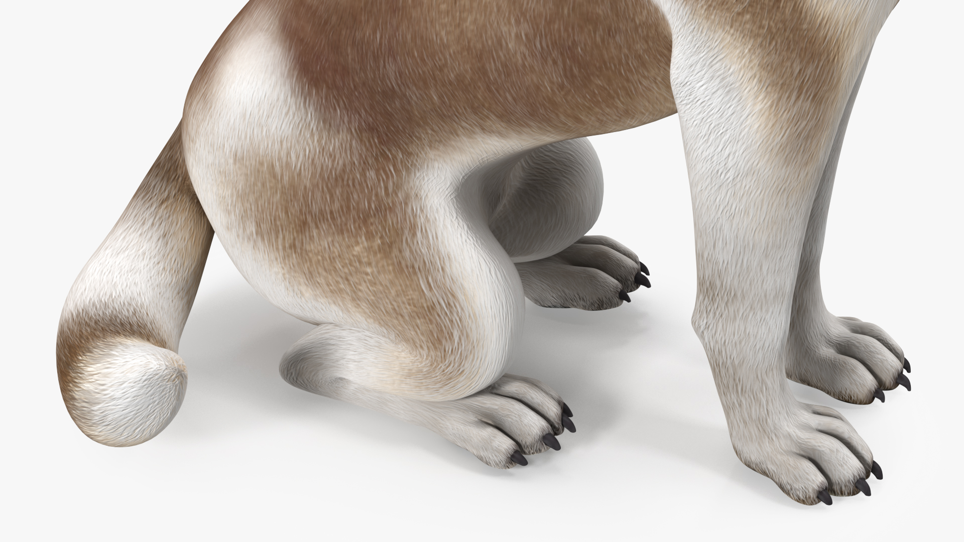 Sitting Siberian Husky Copper and White 3D model