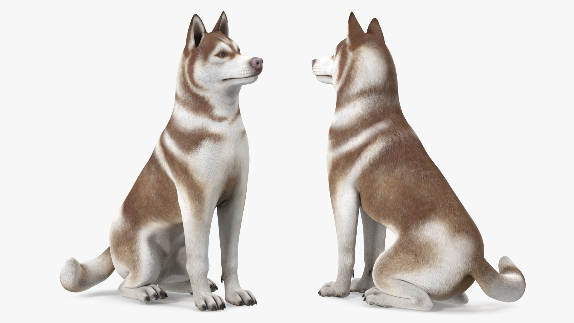 Sitting Siberian Husky Copper and White 3D model