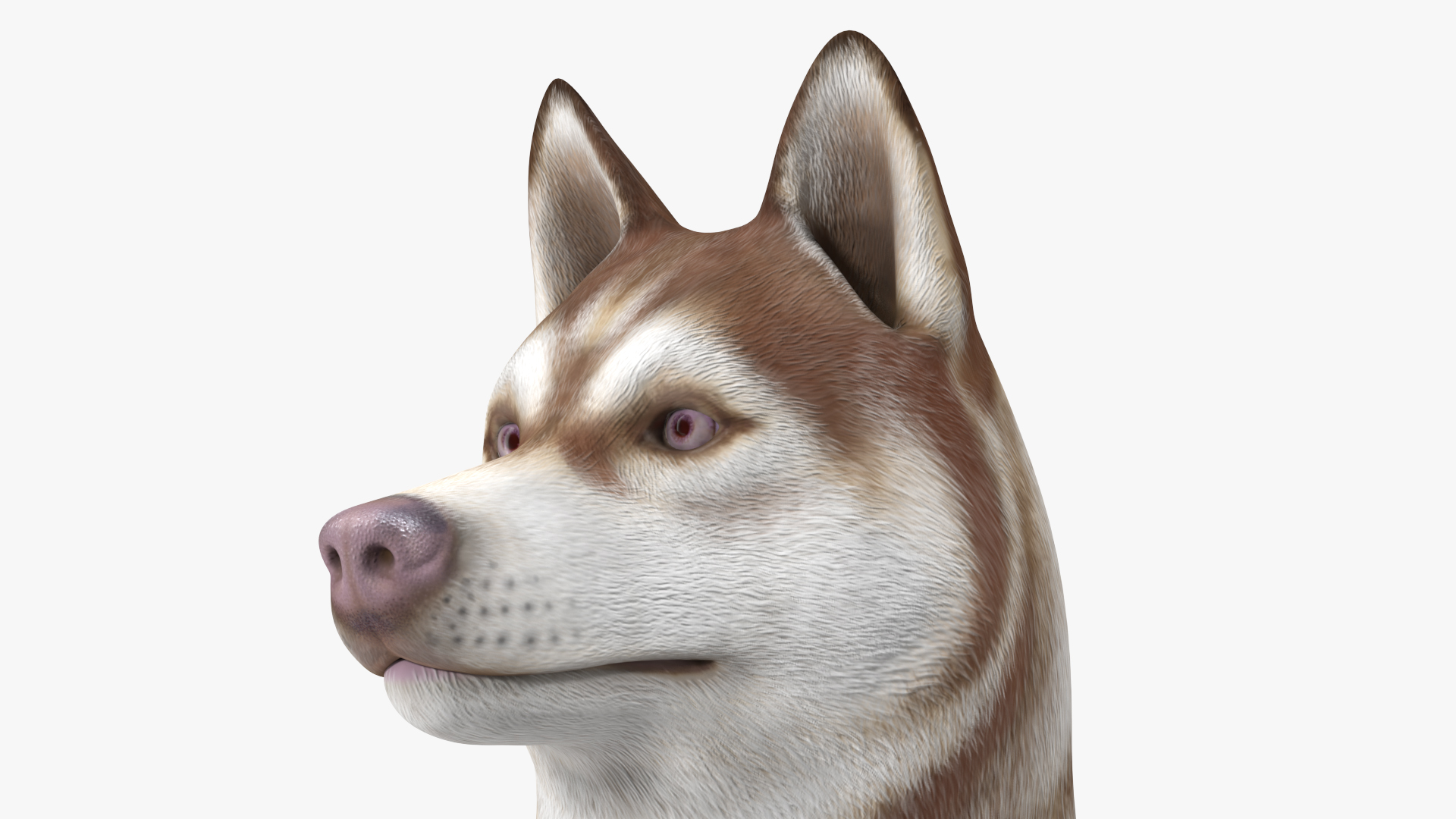 Sitting Siberian Husky Copper and White 3D model