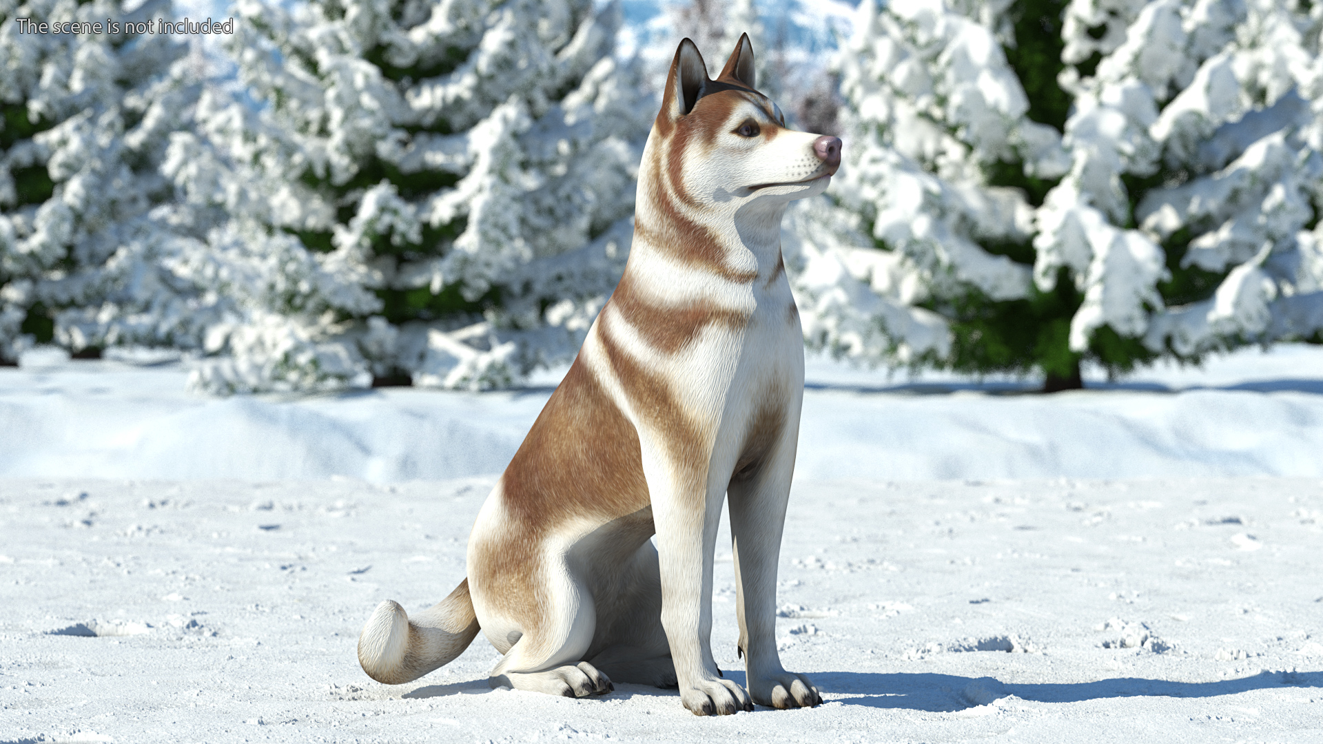 Sitting Siberian Husky Copper and White 3D model