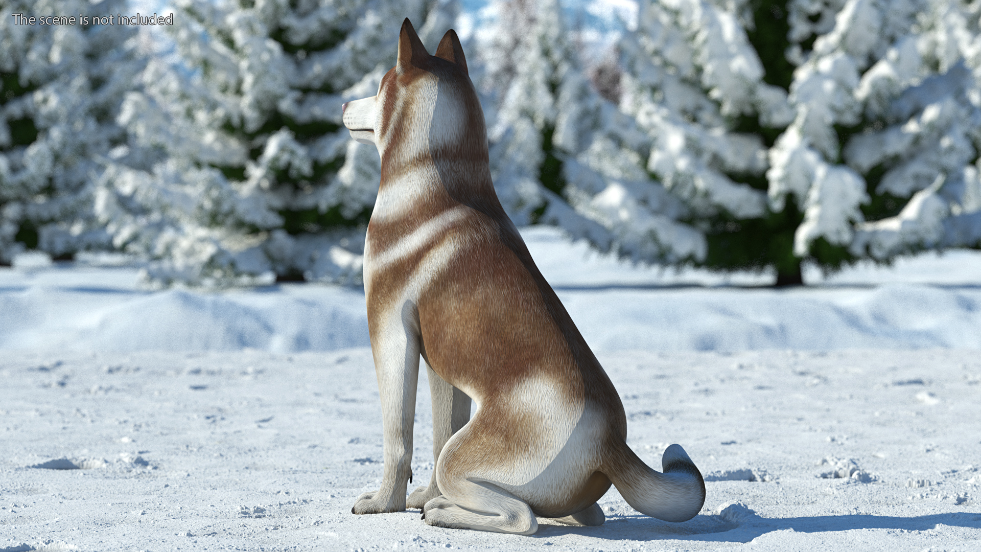 Sitting Siberian Husky Copper and White 3D model