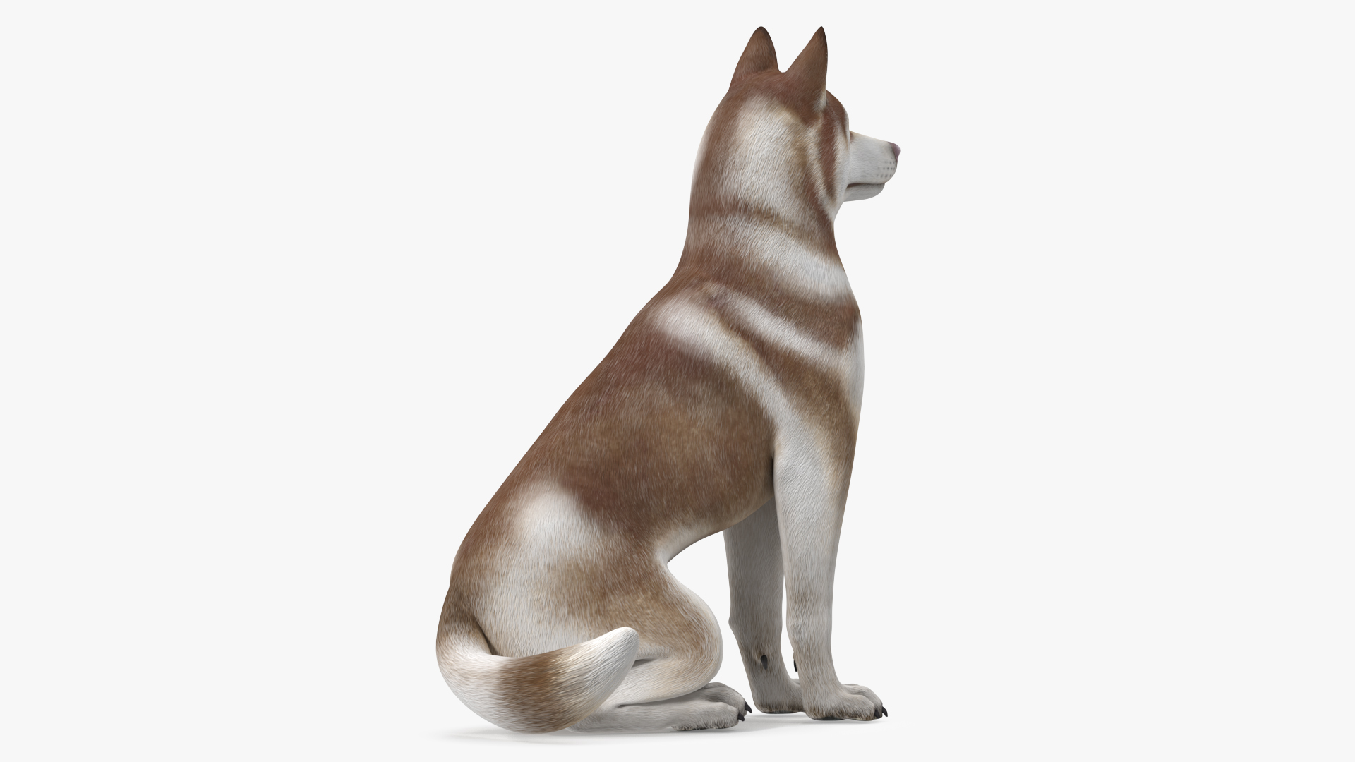 Sitting Siberian Husky Copper and White 3D model