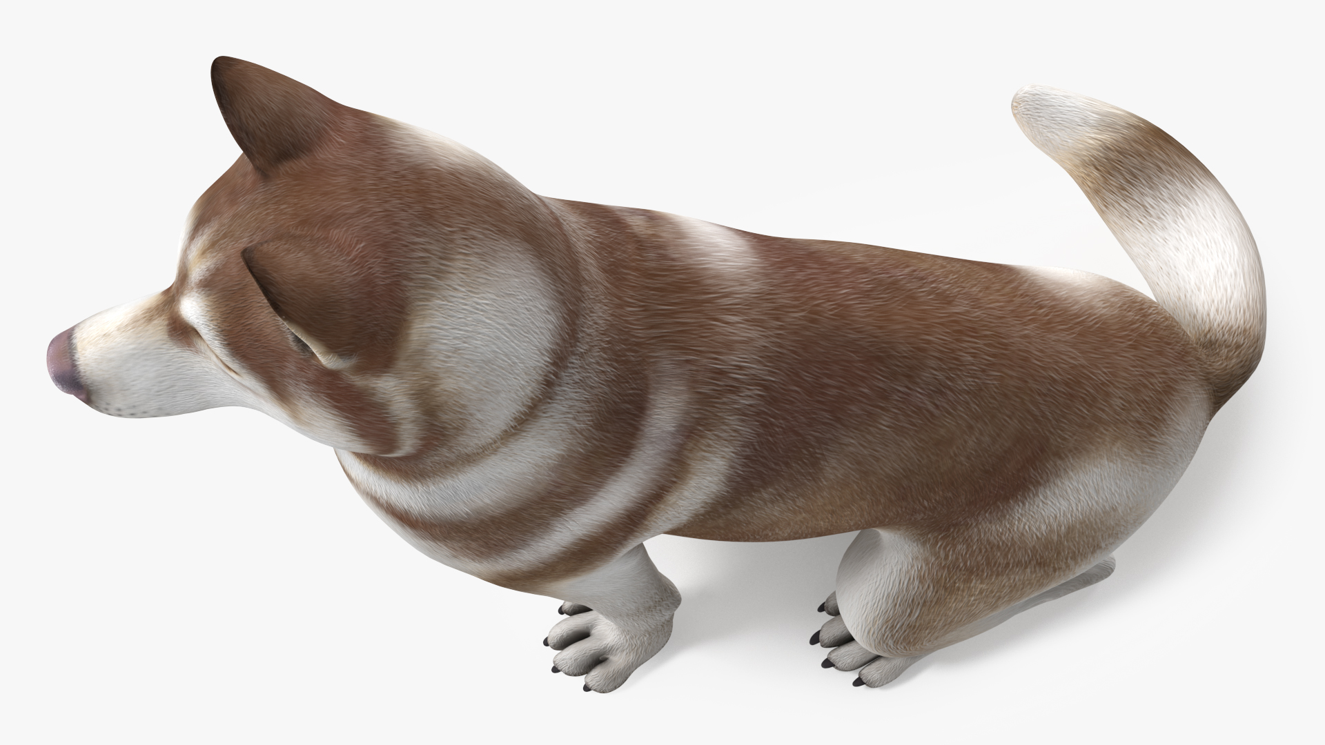 Sitting Siberian Husky Copper and White 3D model