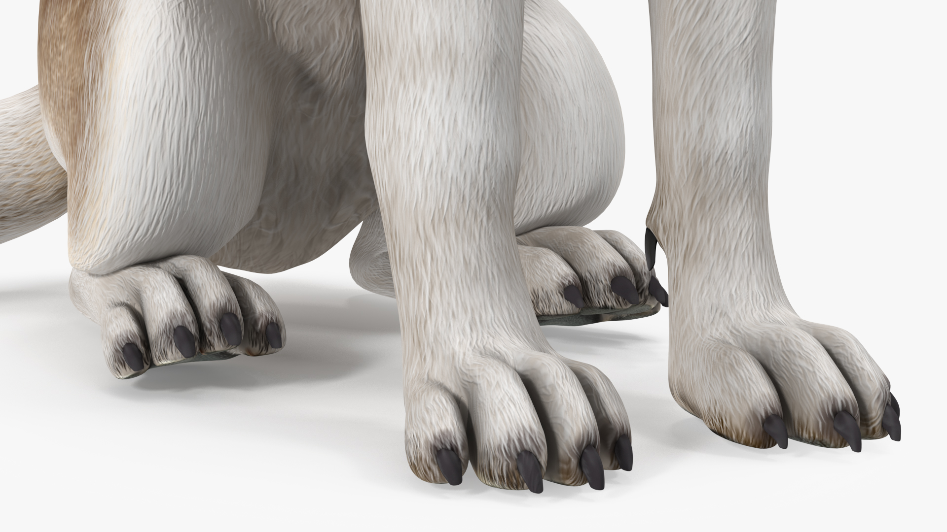 Sitting Siberian Husky Copper and White 3D model