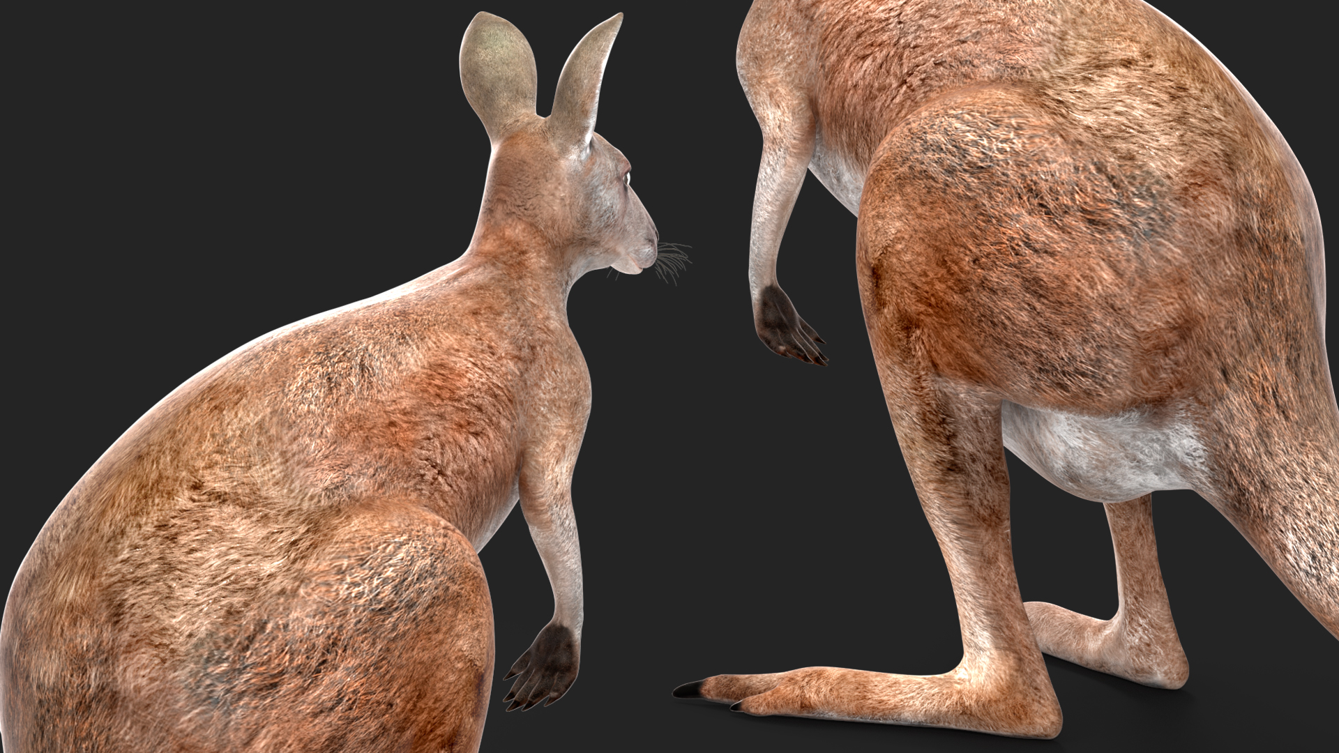 3D model Female Kangaroo