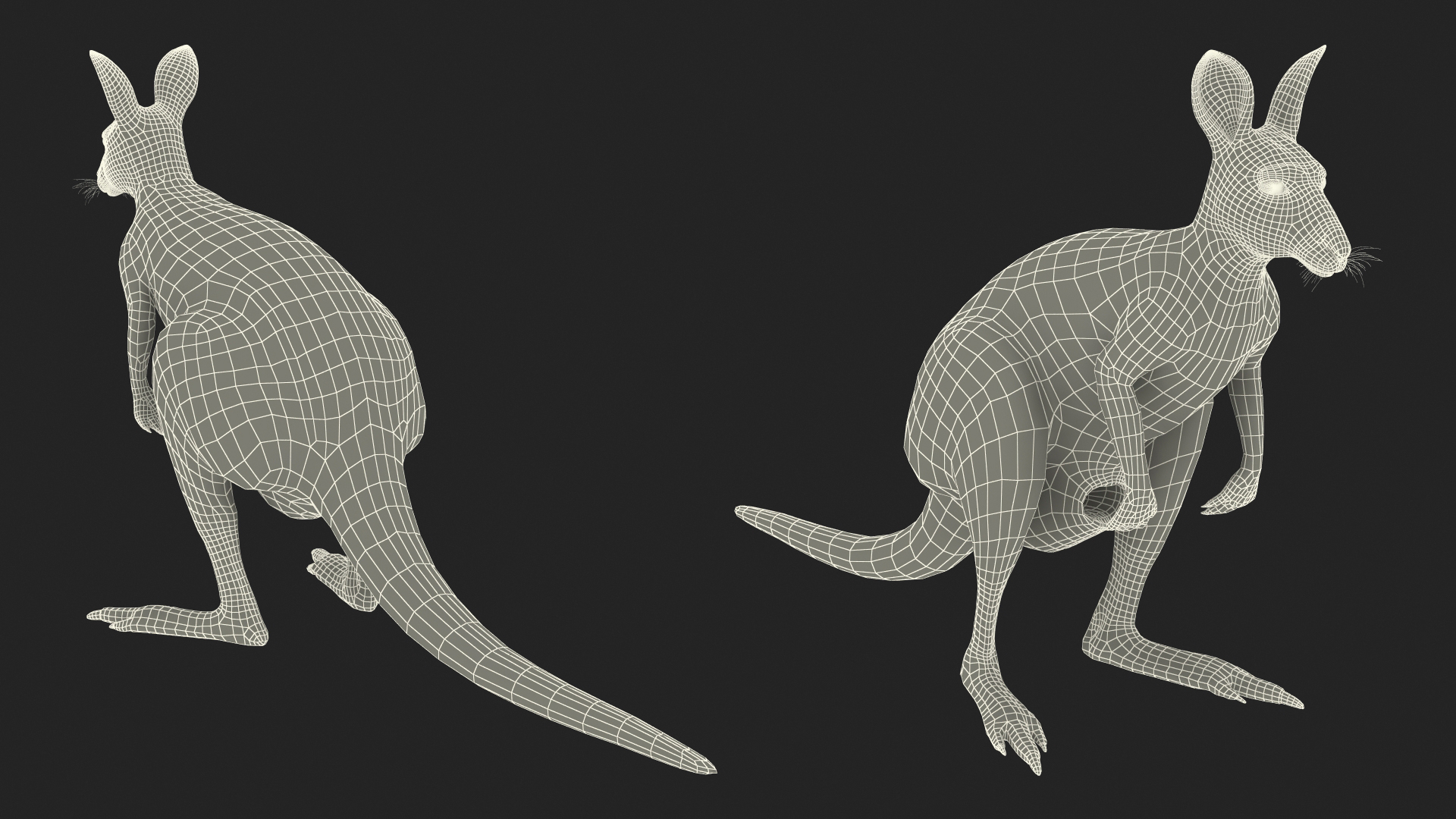 3D model Female Kangaroo