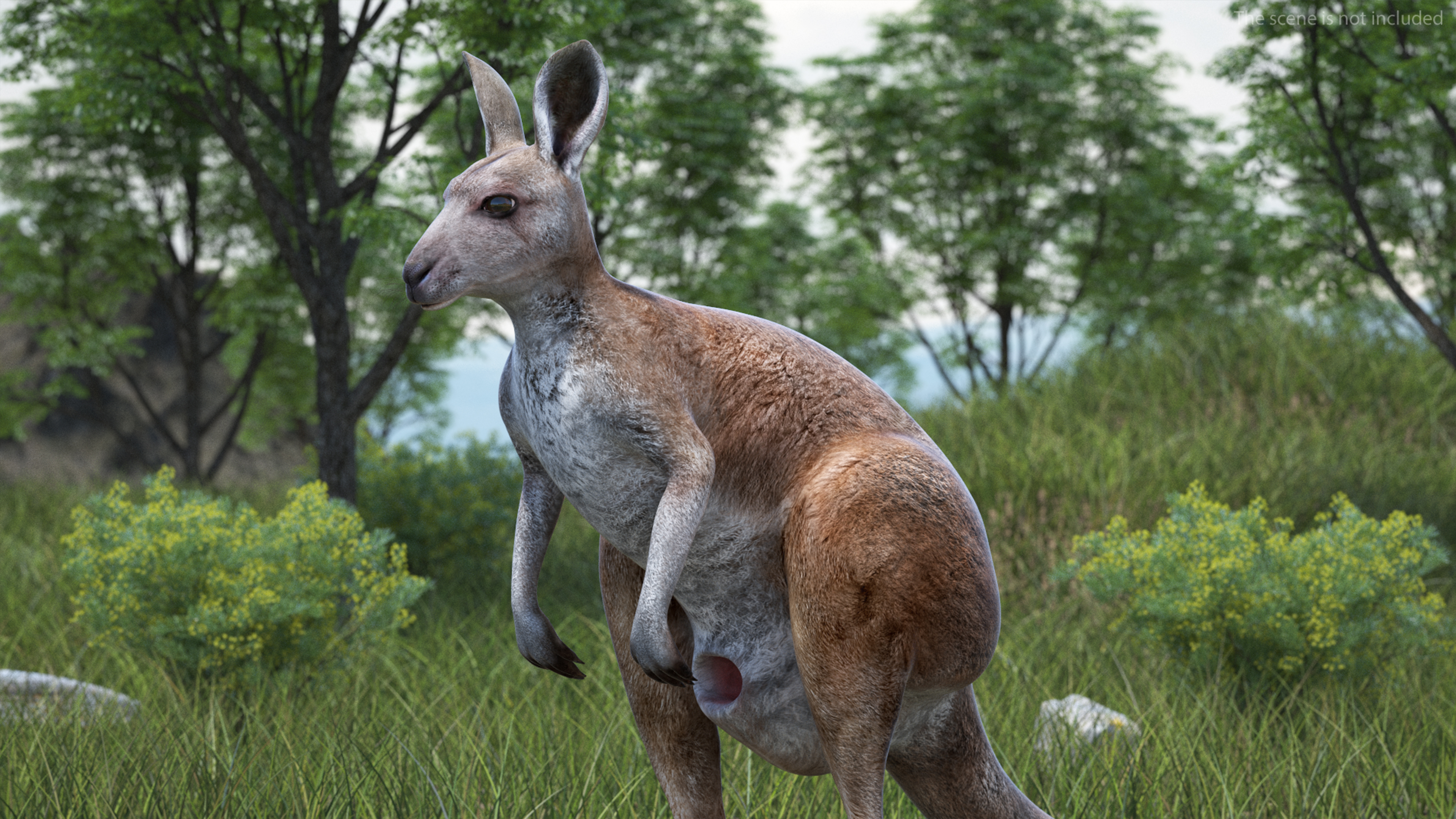 3D model Female Kangaroo