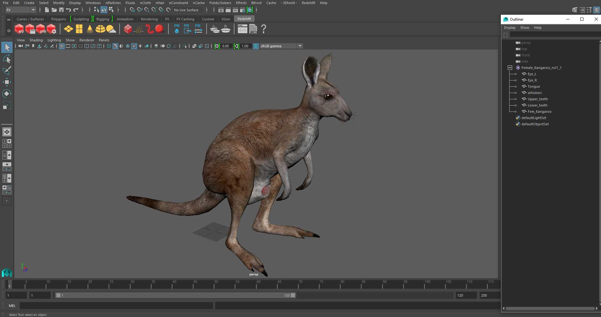 3D model Female Kangaroo