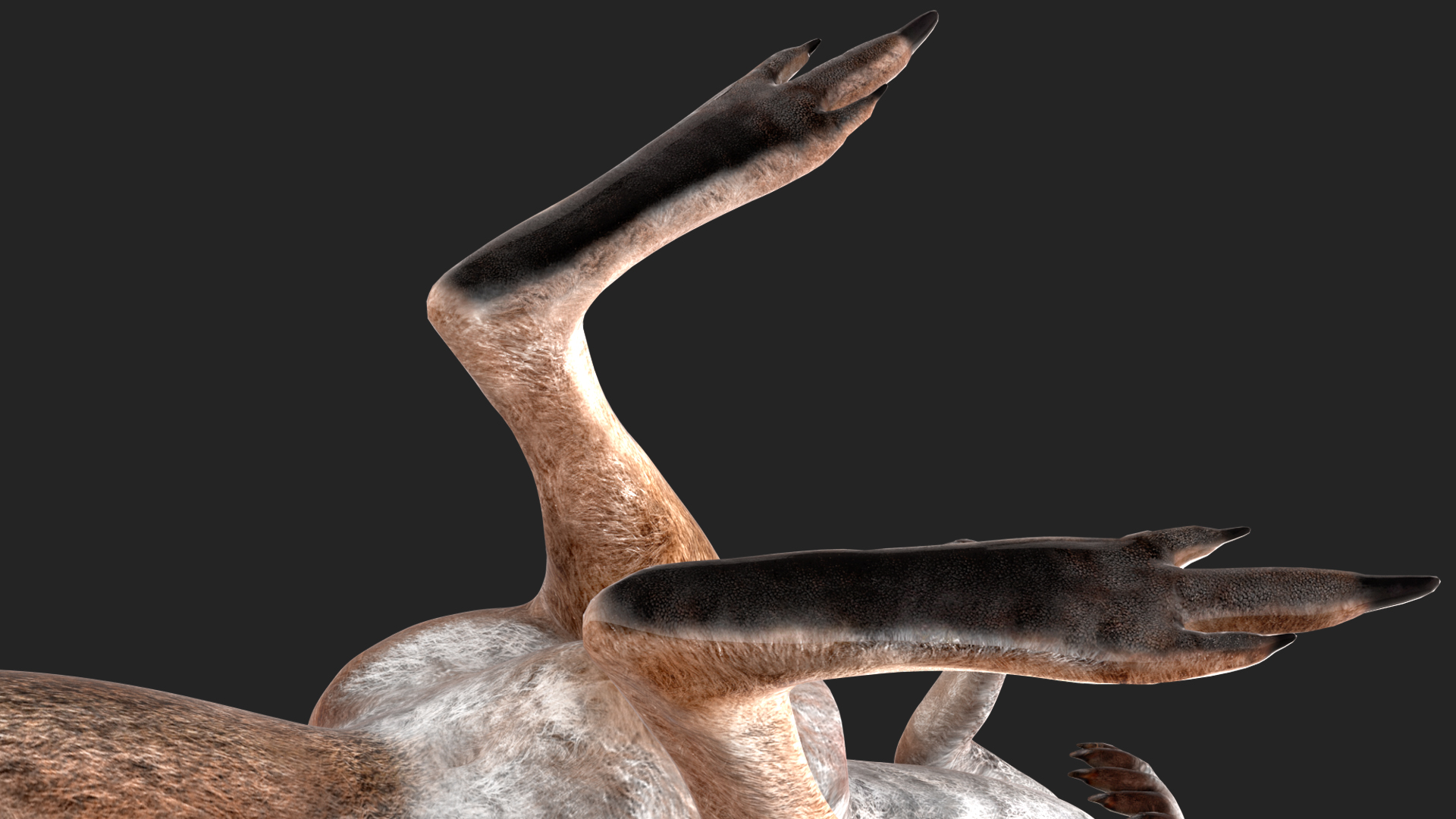 3D model Female Kangaroo