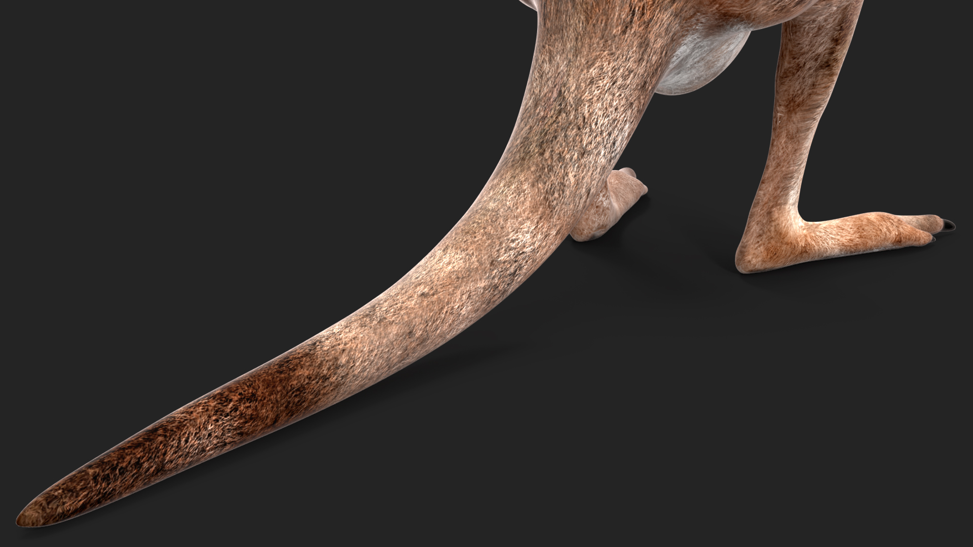 3D model Female Kangaroo