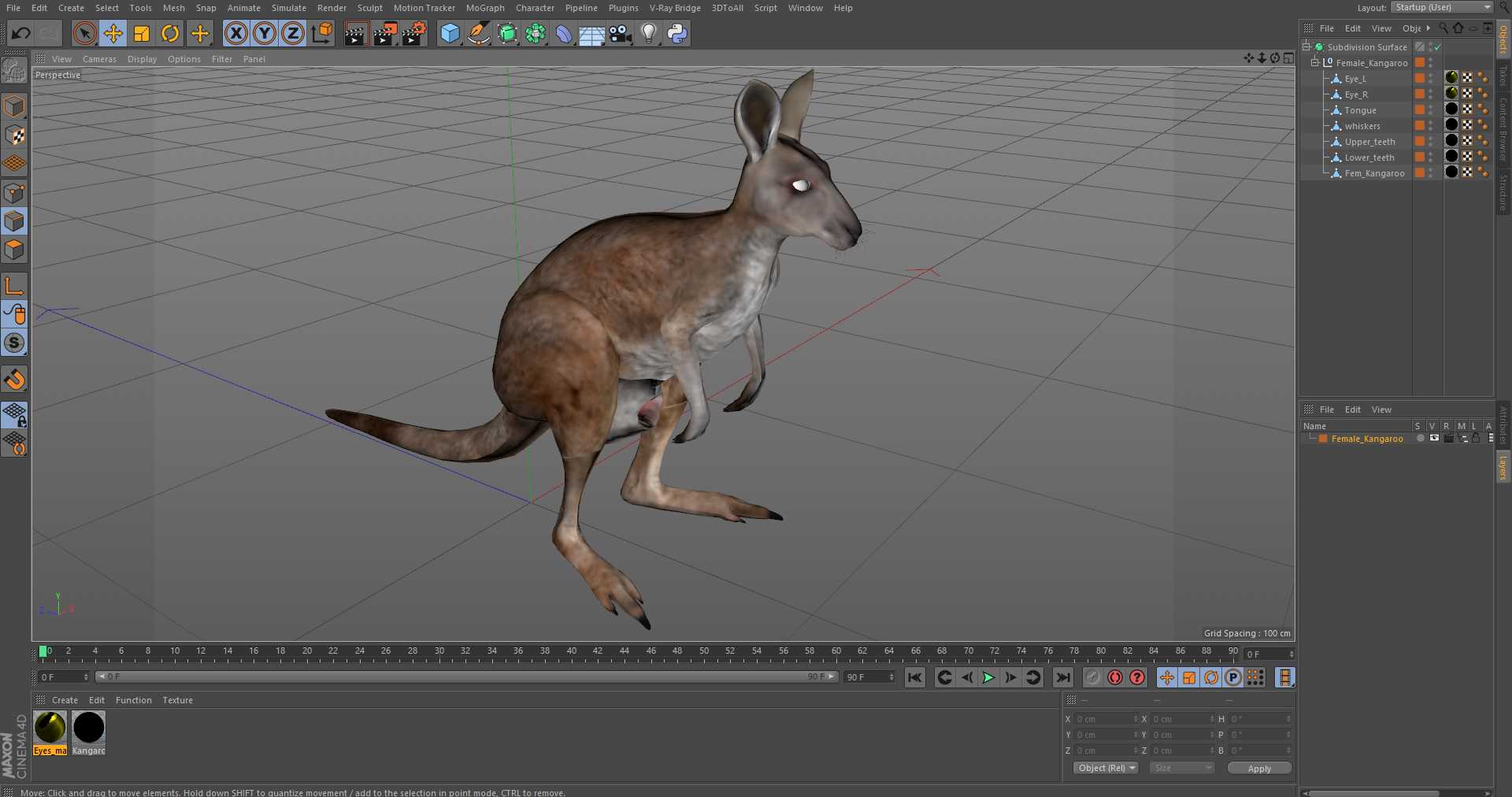 3D model Female Kangaroo