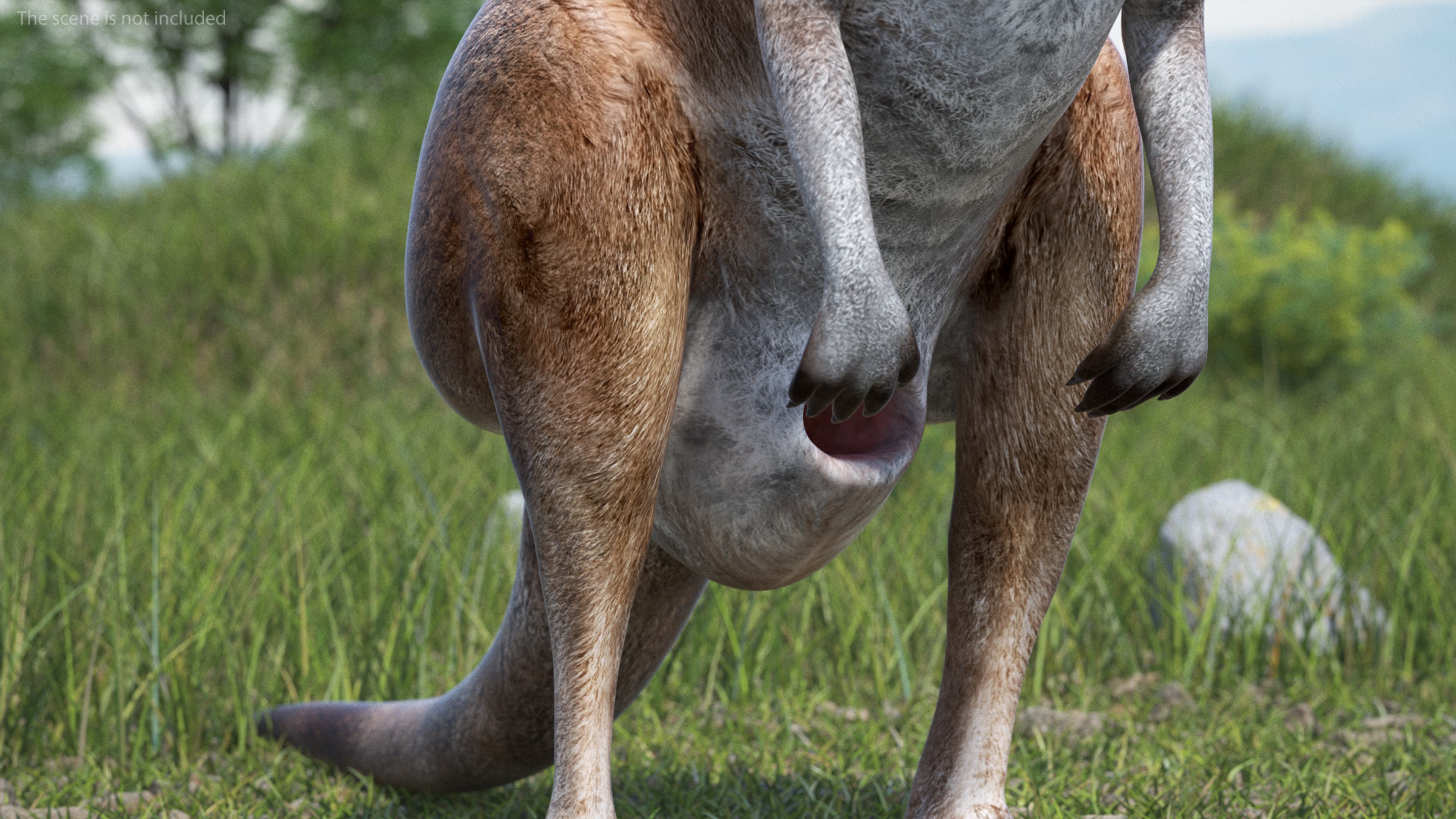 3D model Female Kangaroo