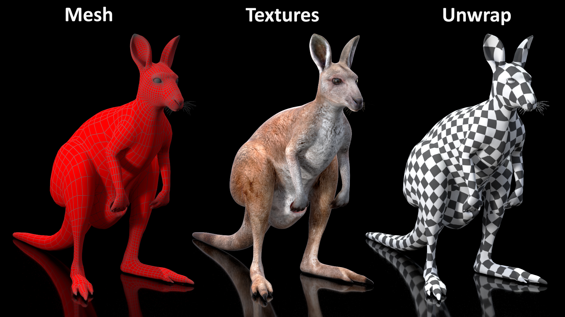 3D model Female Kangaroo