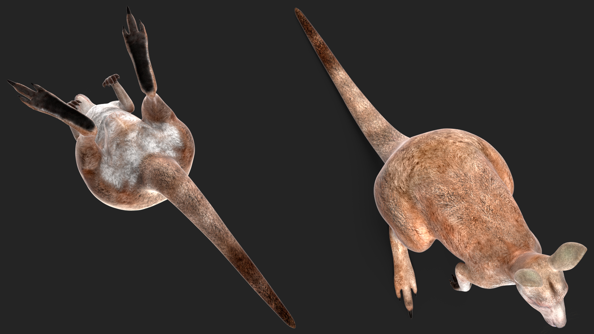 3D model Female Kangaroo