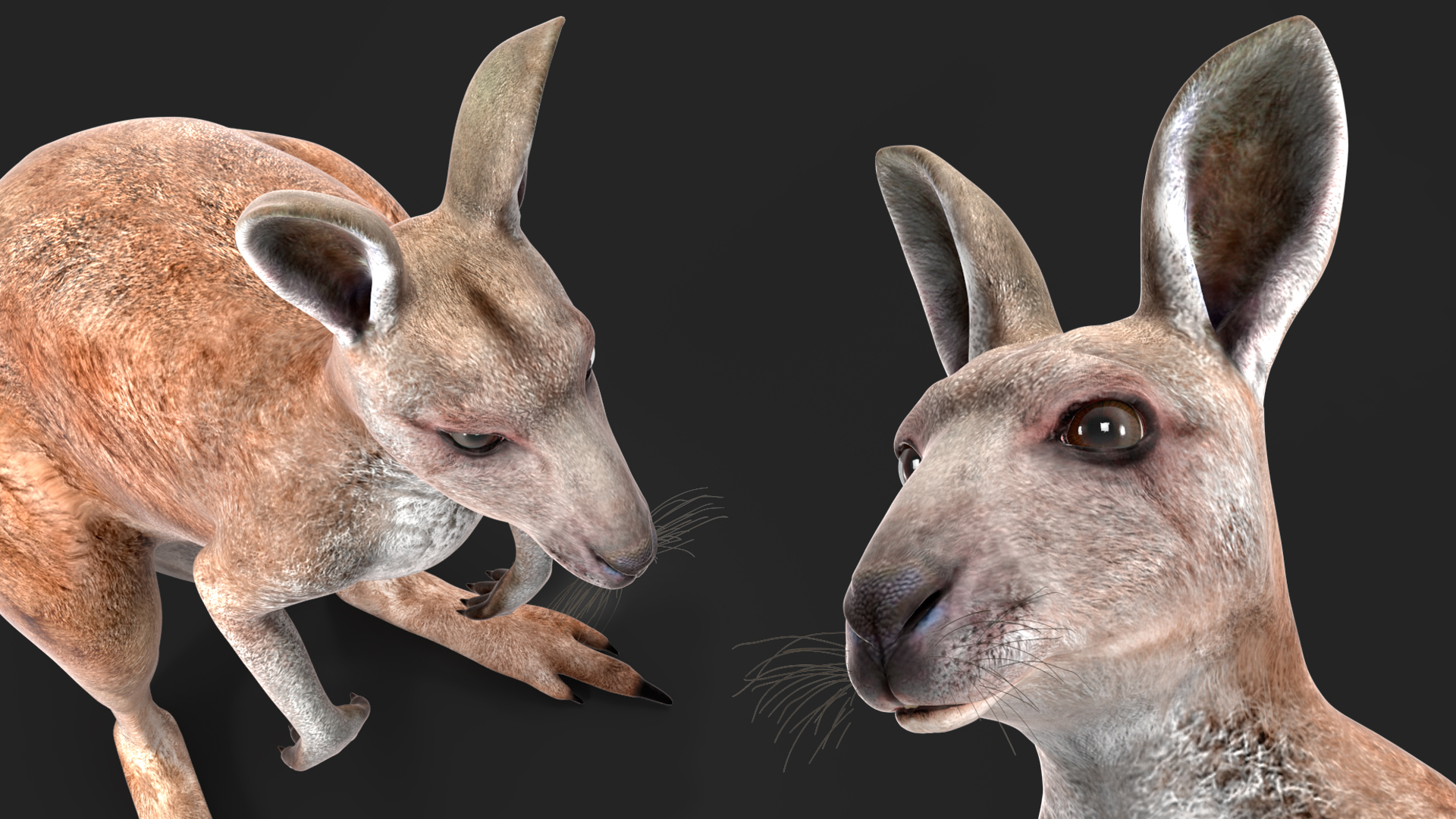 3D model Female Kangaroo