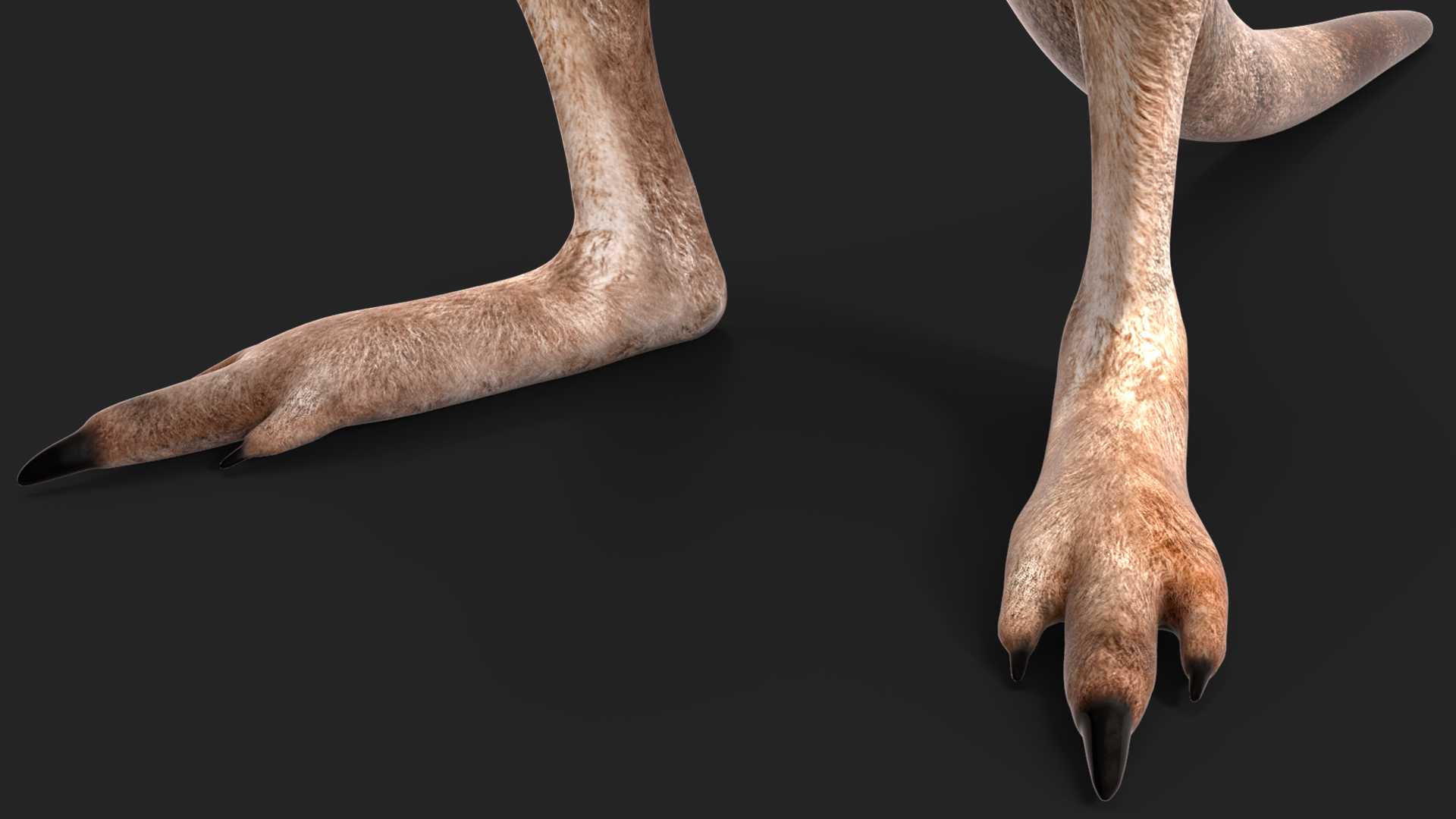 3D model Female Kangaroo