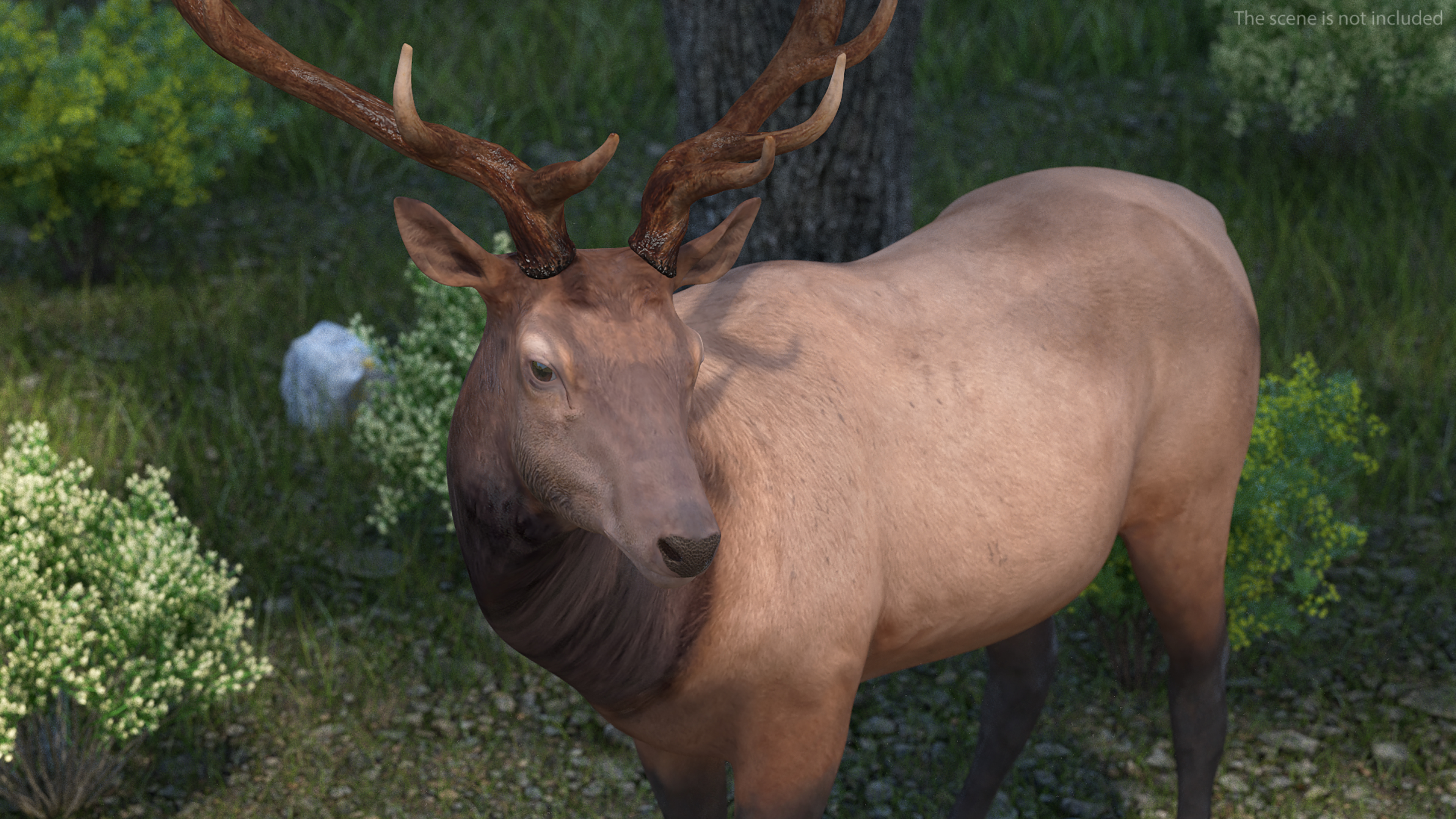 Realistic Elk Rigged for Cinema 4D 3D model