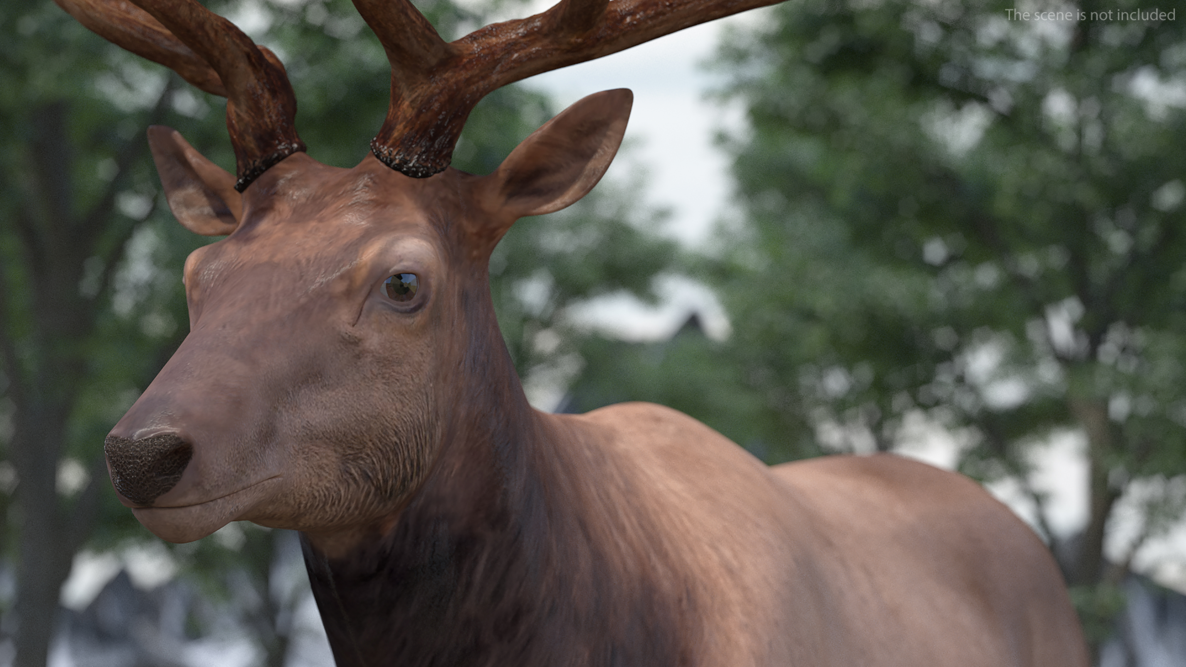 3D model Realistic Elk Rigged