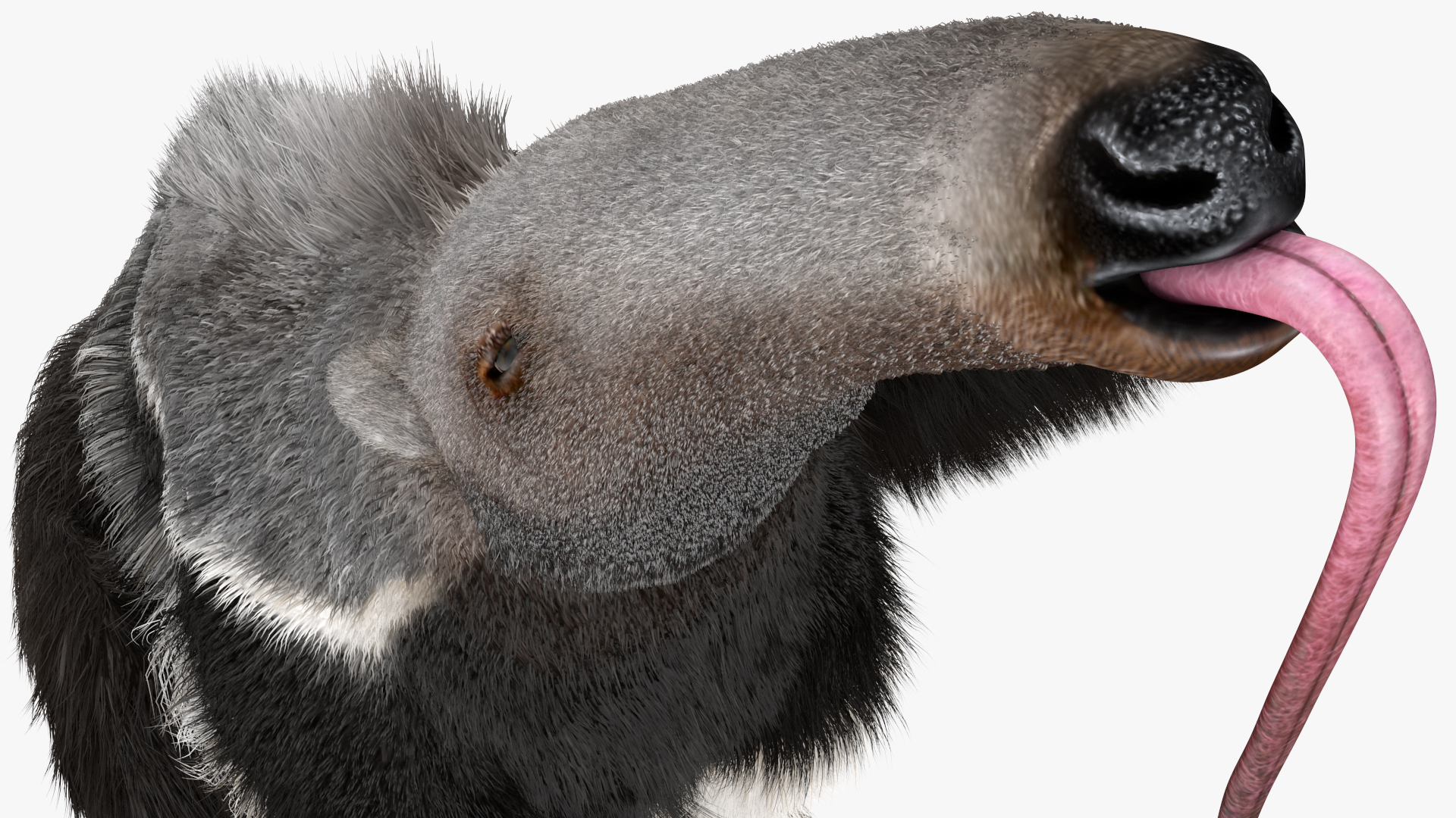 3D model Anteater Sitting Pose Fur