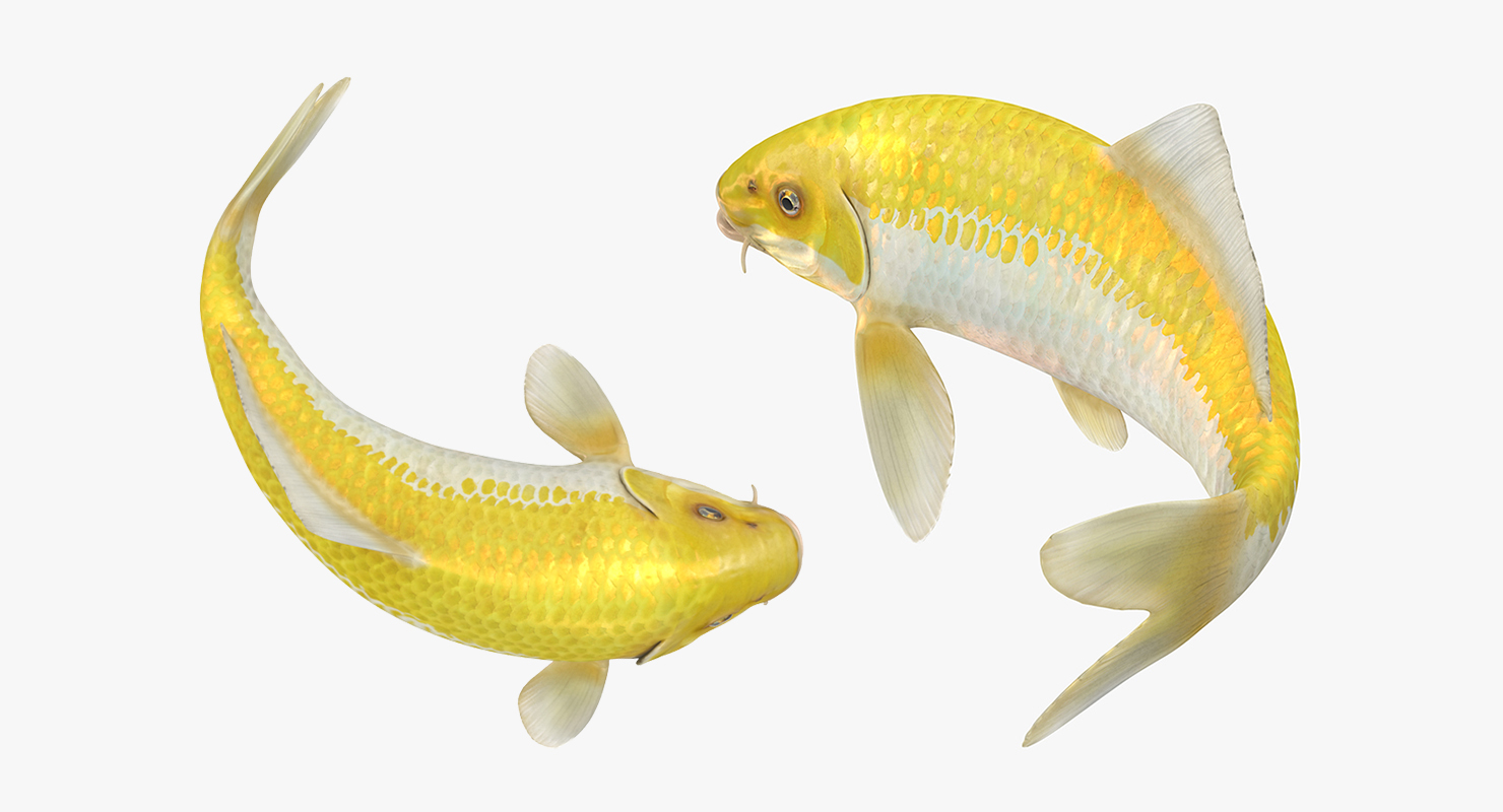 Yellow Koi Ogon Fish Rigged 3D