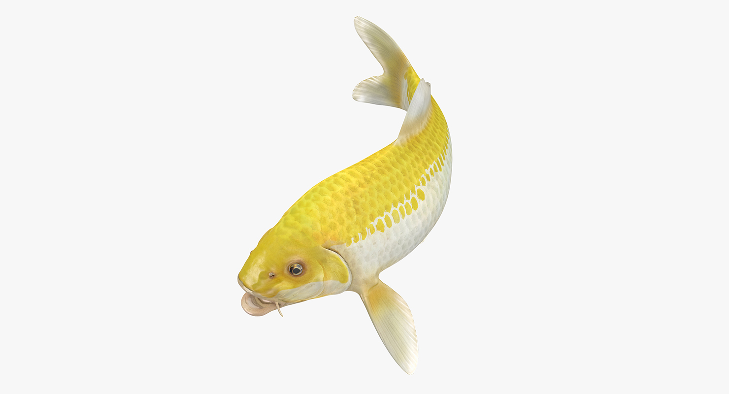 Yellow Koi Ogon Fish Rigged 3D