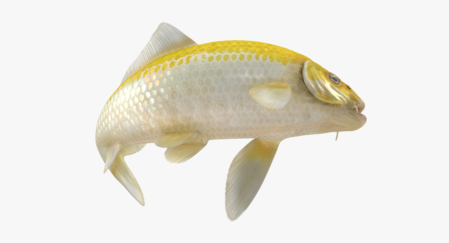 Yellow Koi Ogon Fish Rigged 3D